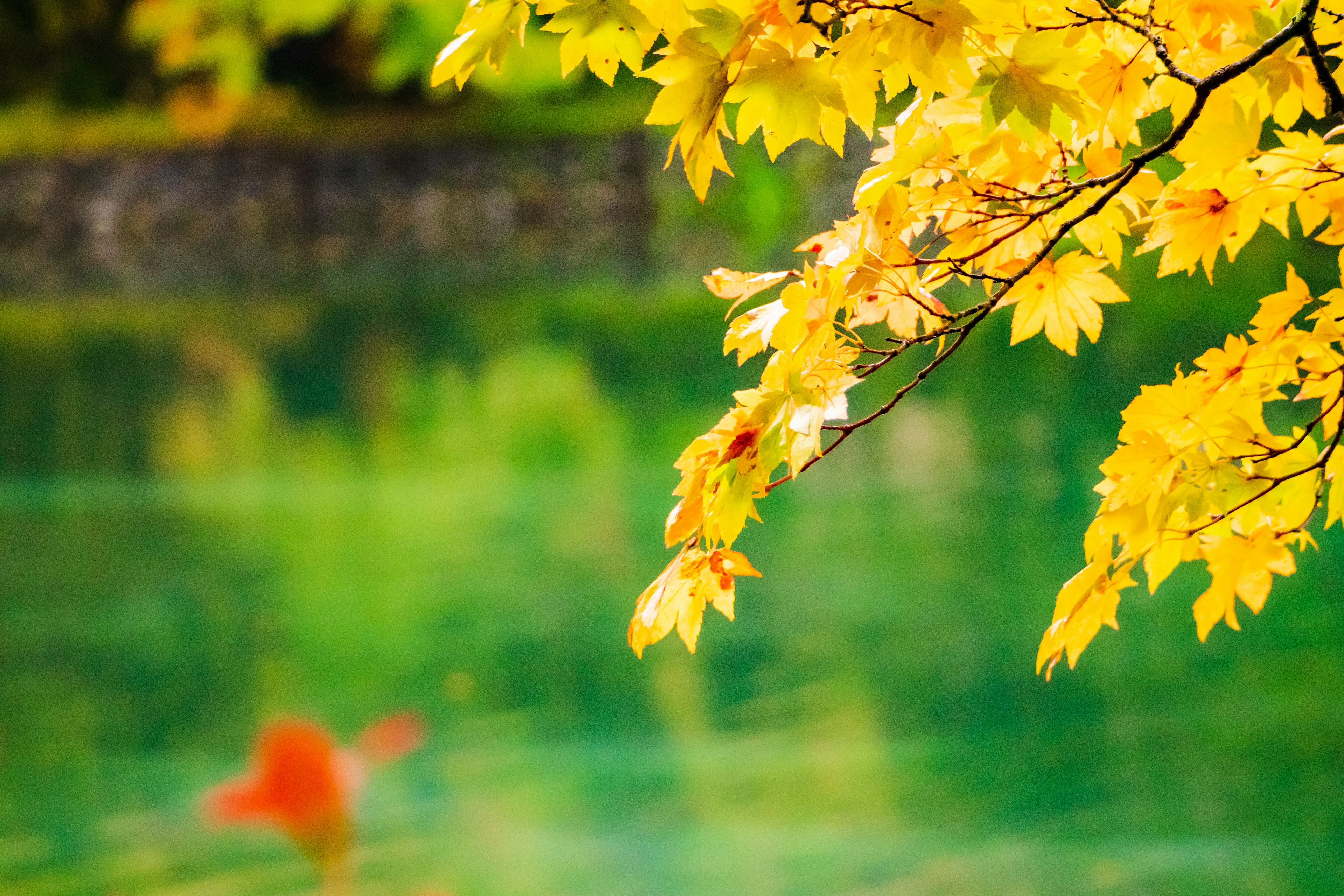 Vibrantes hojas amarillas de otoño reflejándose en un tranquilo estanque verde