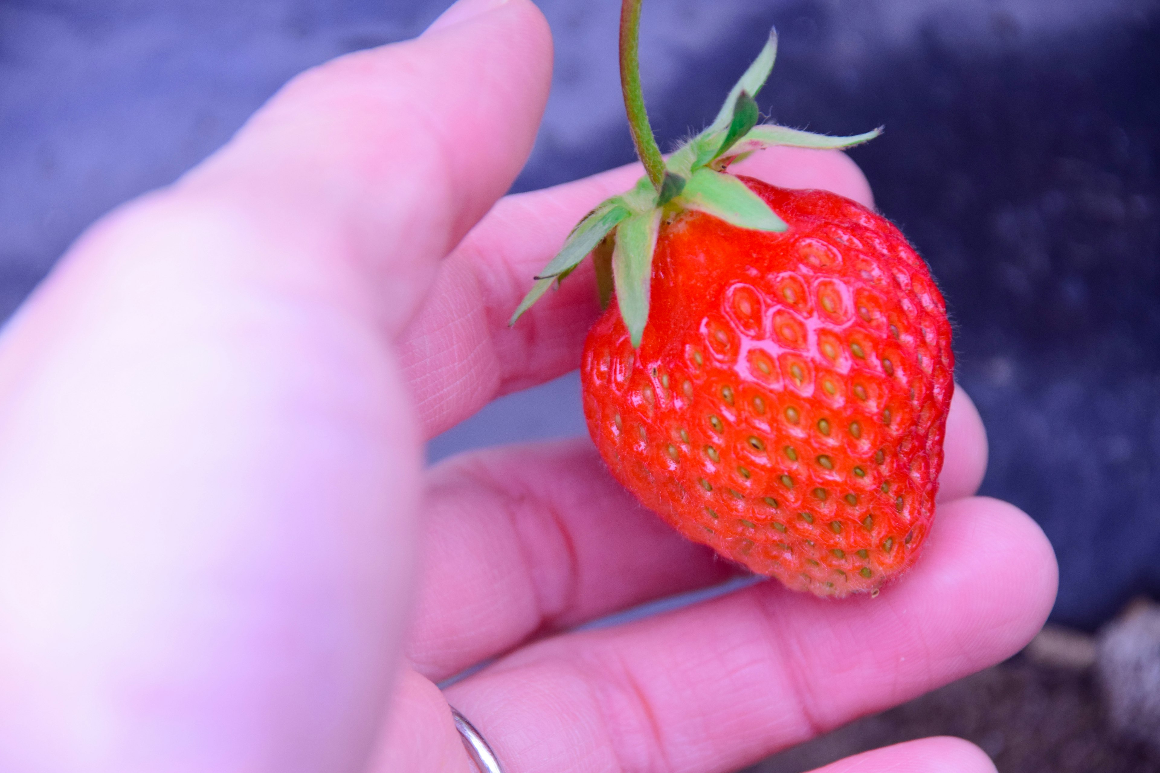 Immagine di una mano che tiene una fragola rossa matura