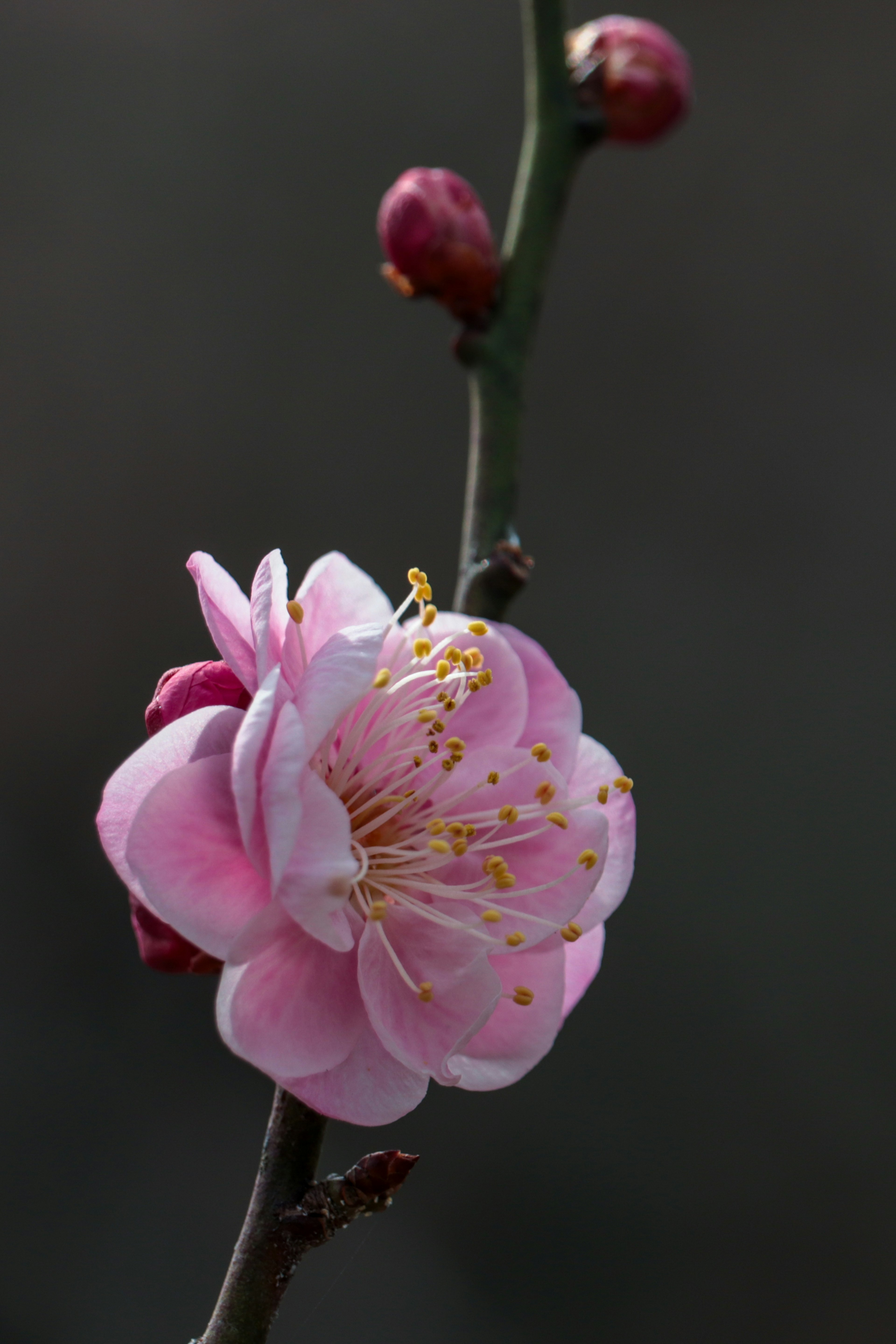 Branche avec une fleur rose et des bourgeons