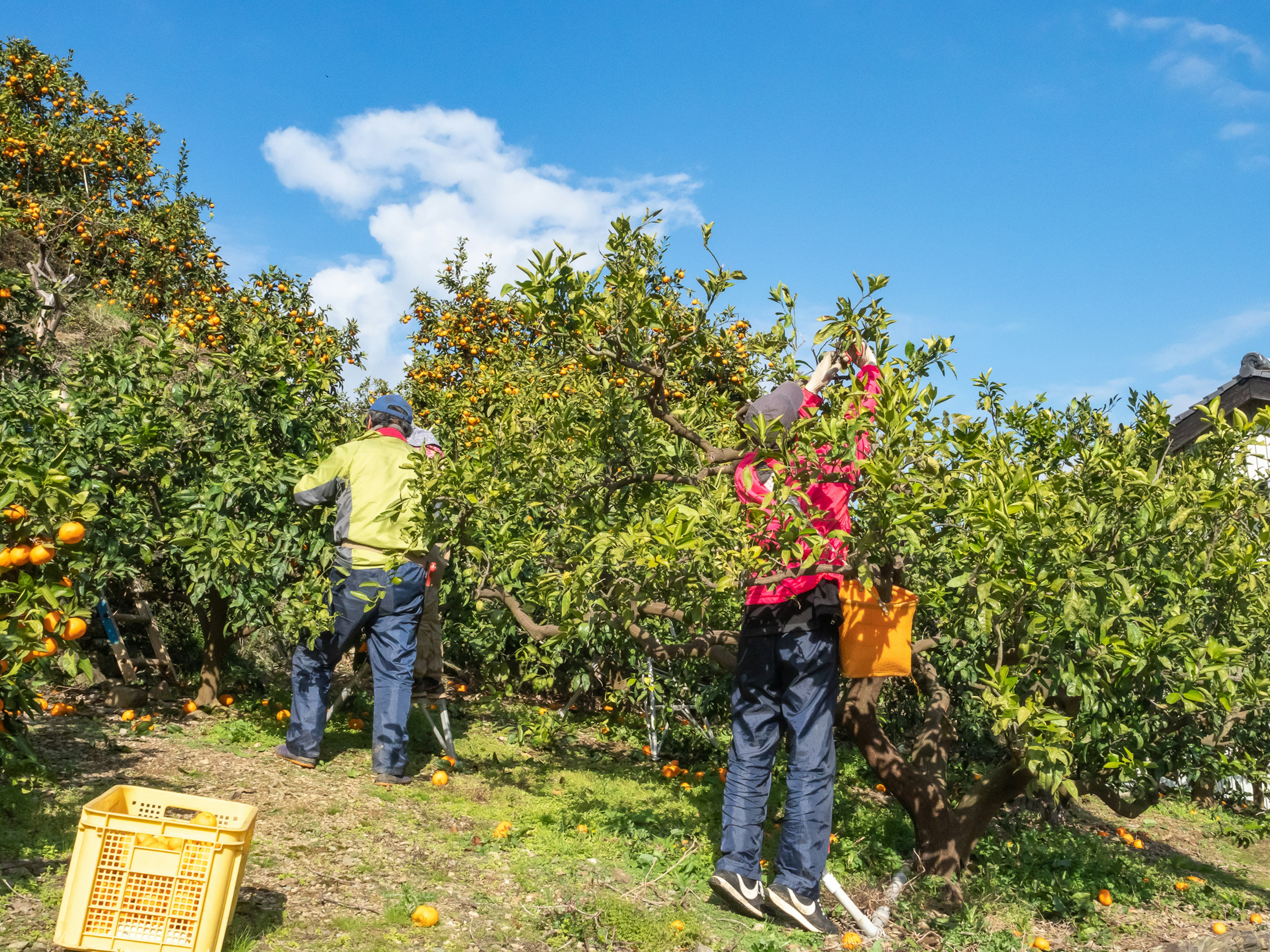 Two workers harvesting fruit in an orchard under a blue sky