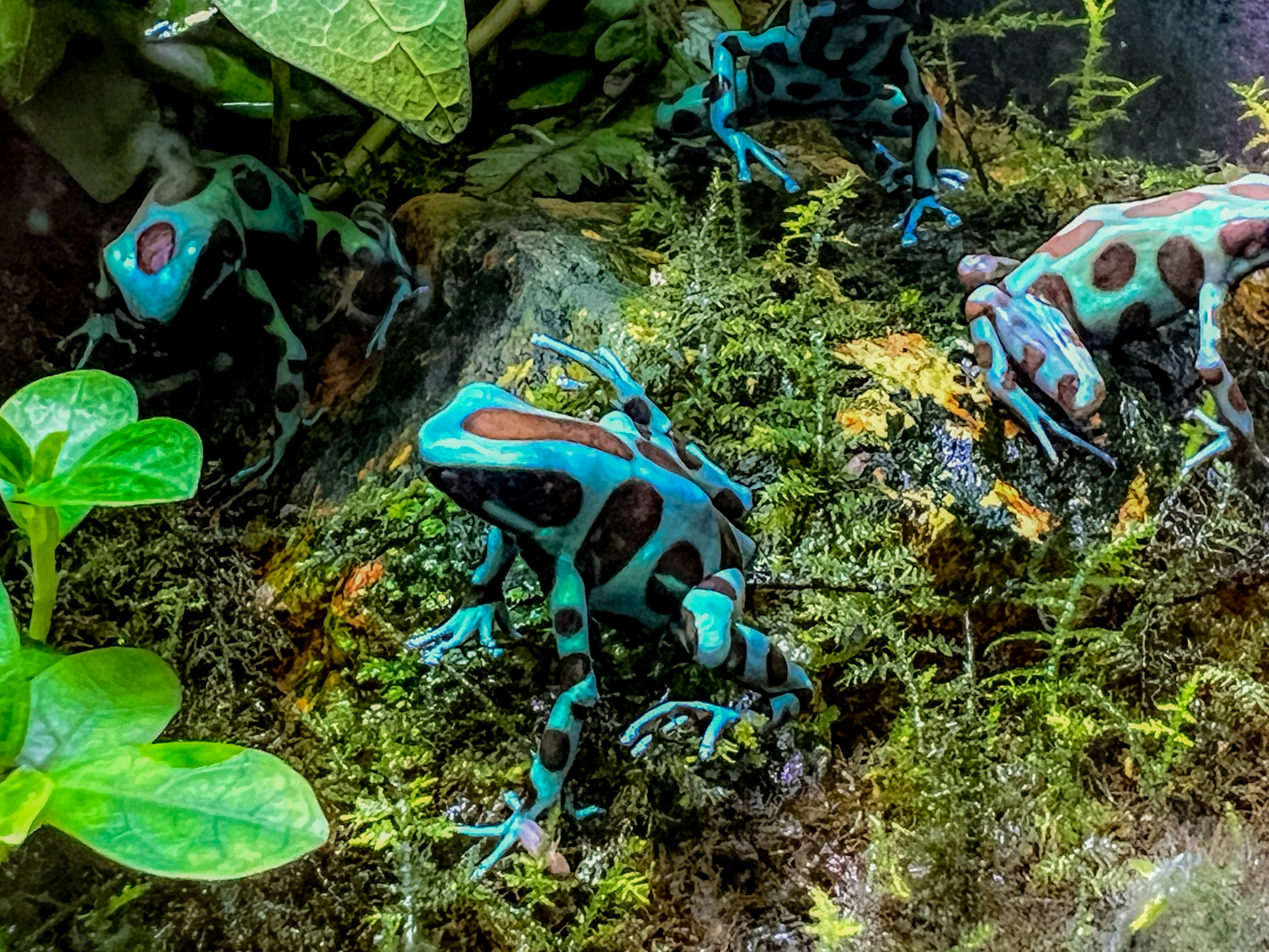 Ranas azules coloridas con manchas rojas entre plantas verdes