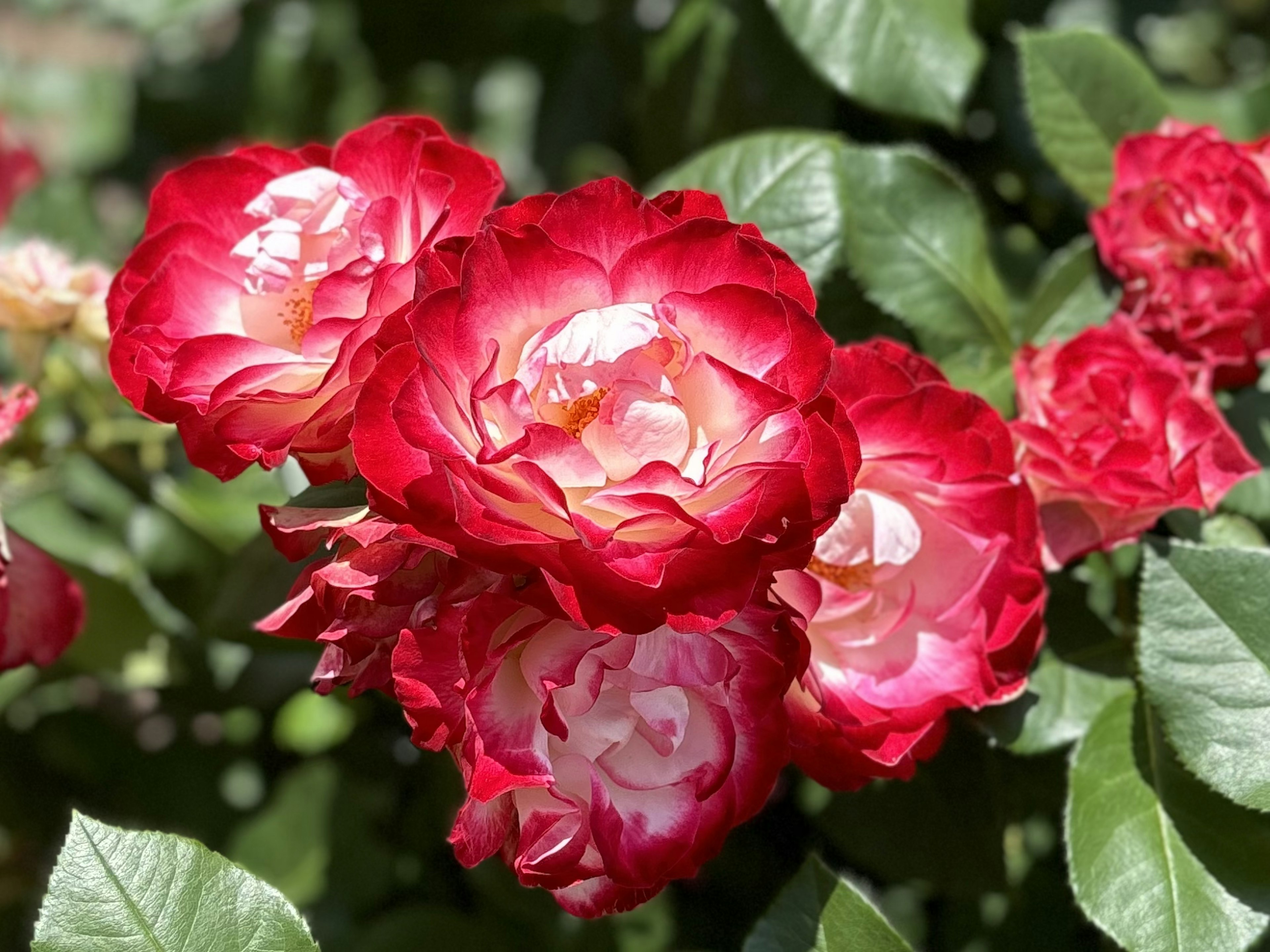 赤と白のバラの花が咲いている美しいバラのブッシュ