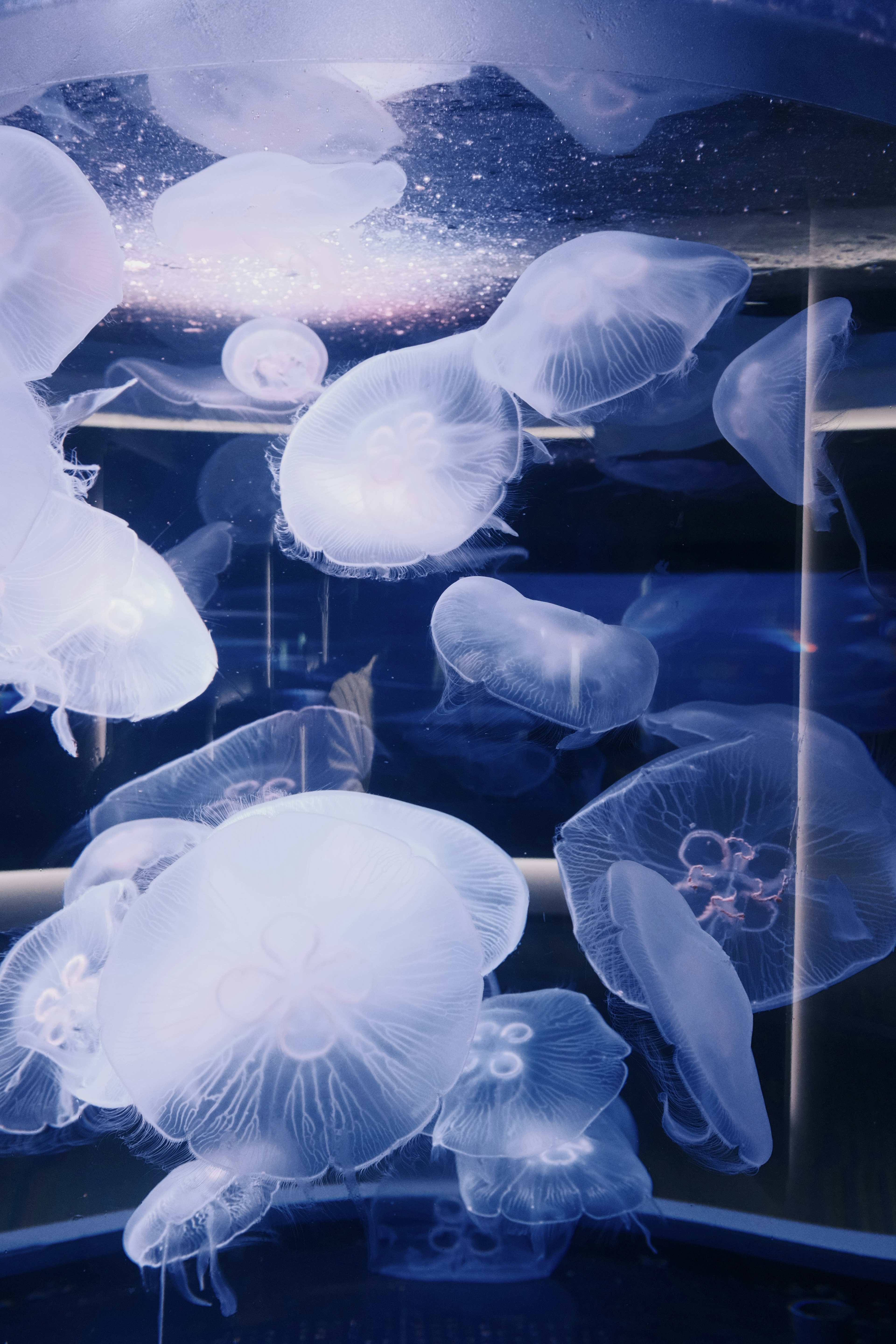 A group of translucent jellyfish floating in blue water