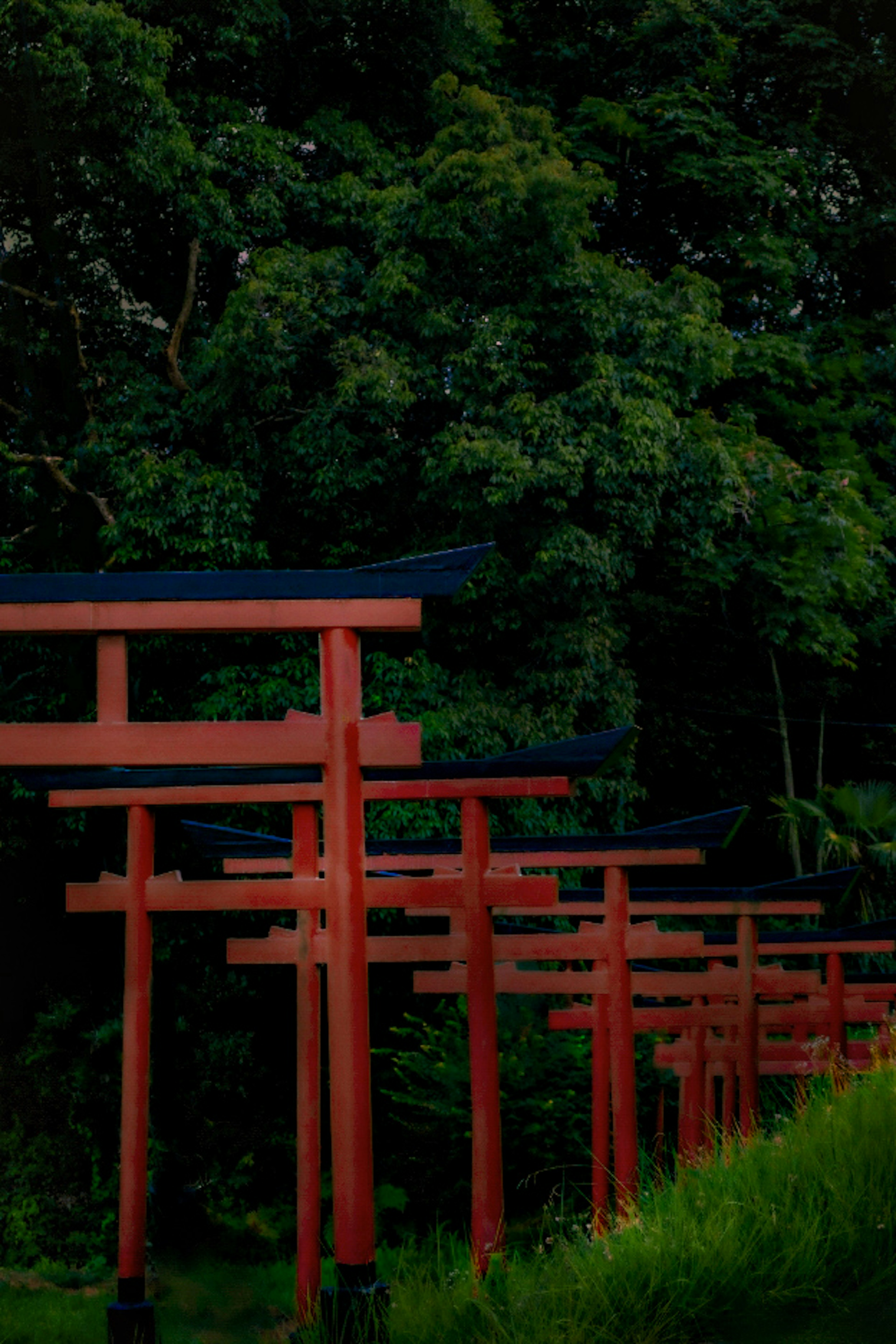 Row of red torii gates amidst lush green trees