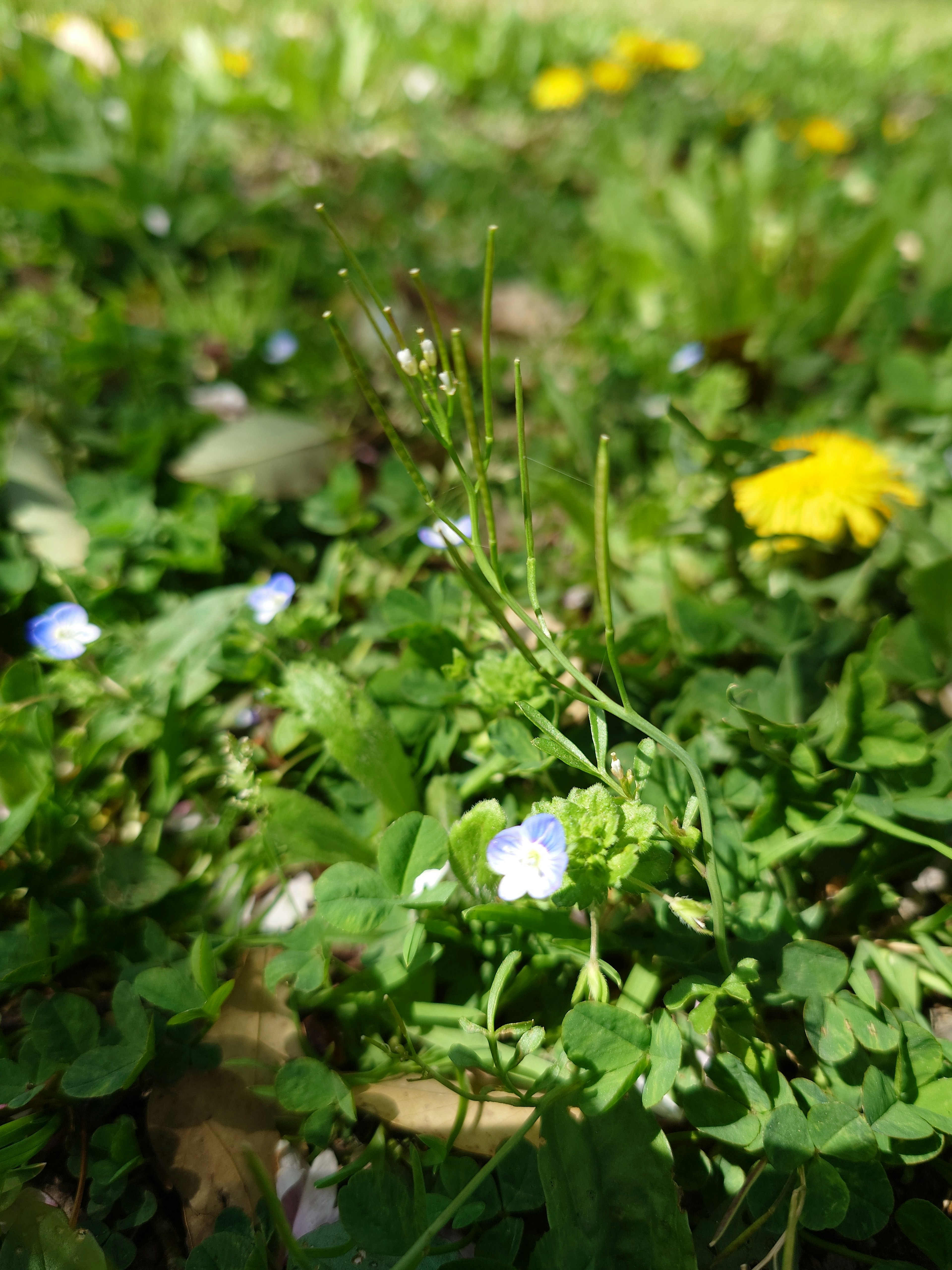 A view of green grass featuring small blue flowers and a yellow dandelion