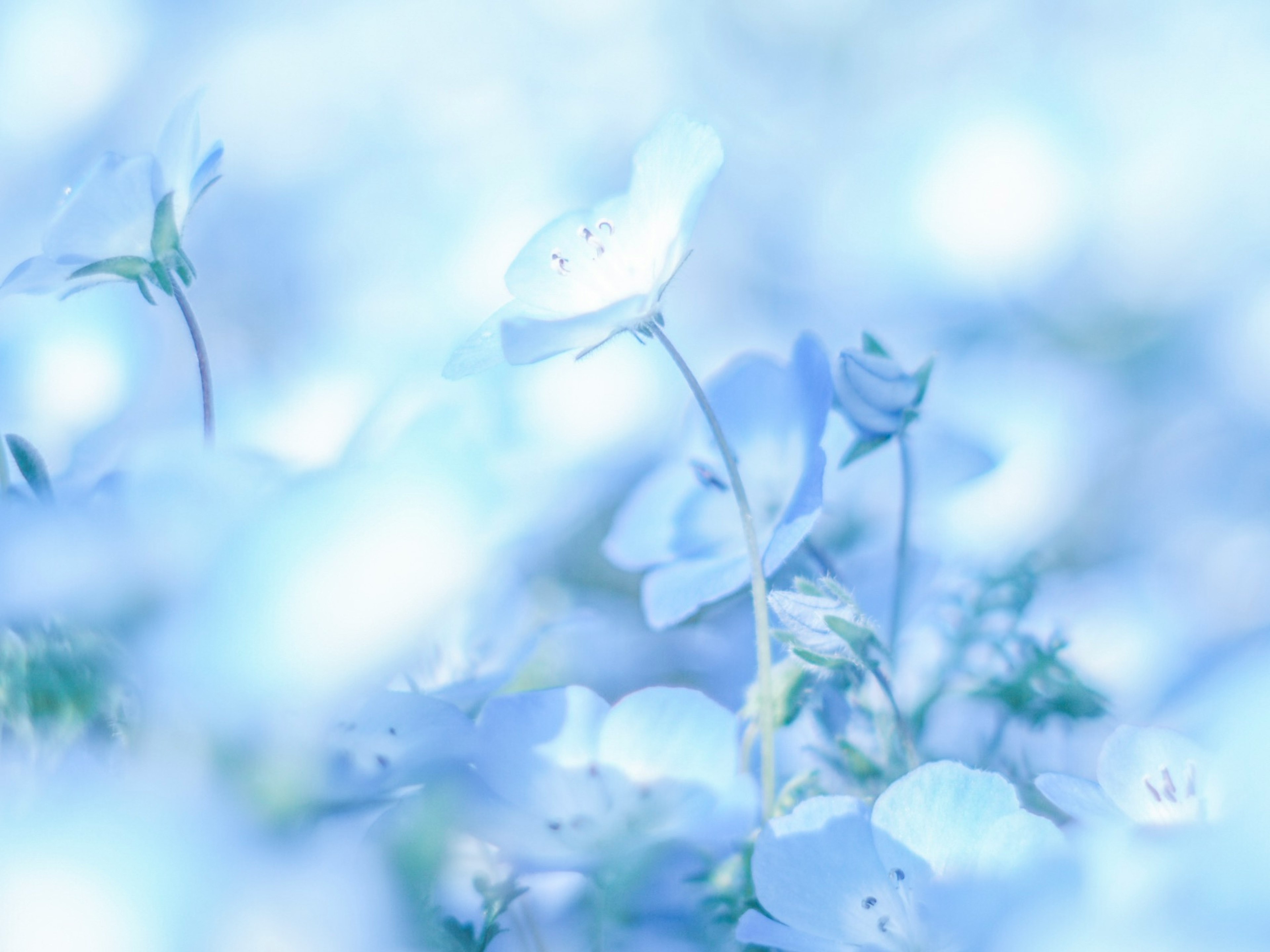 Soft blue flowers with a blurred background