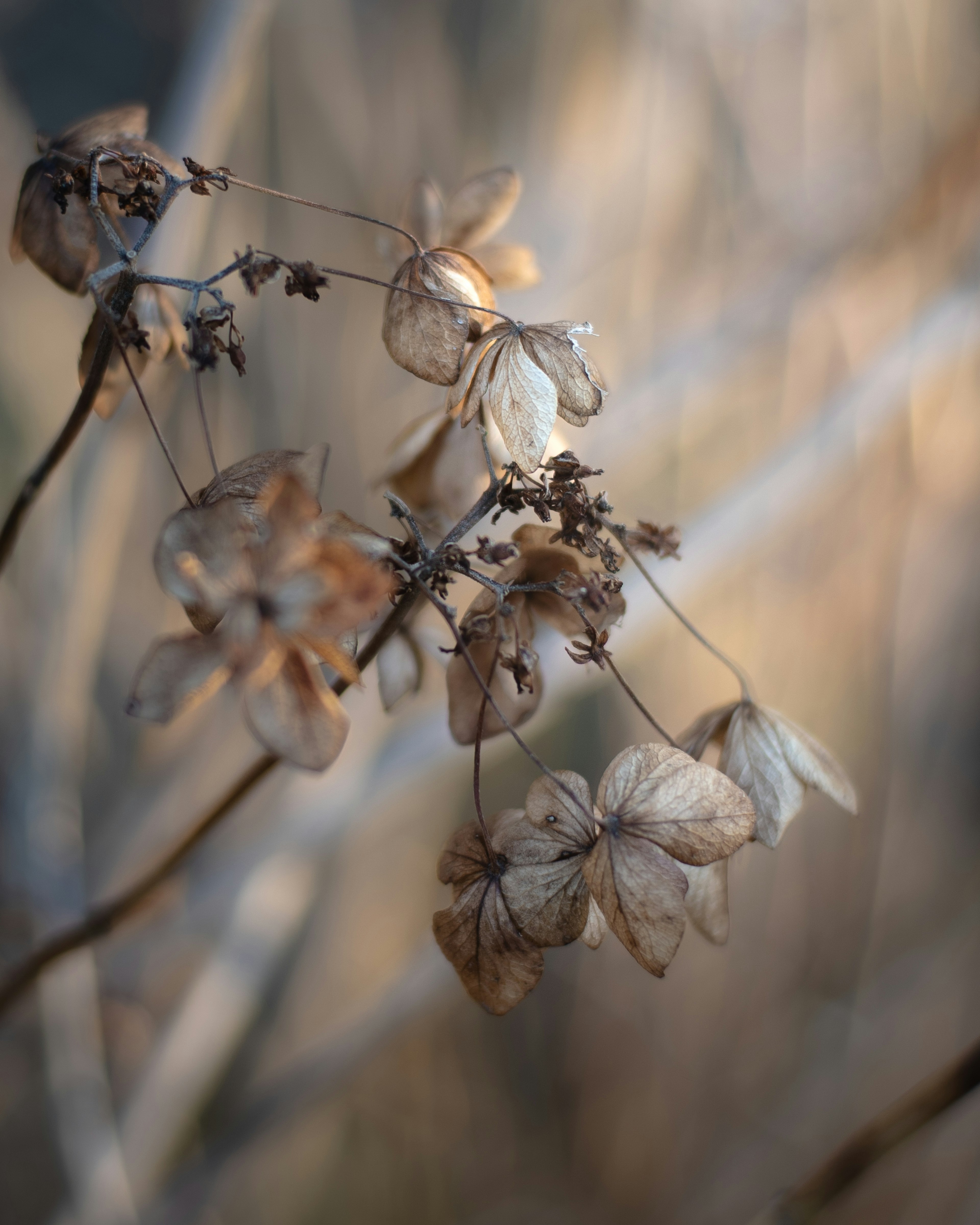 Fleurs séchées et tiges sur un fond naturel flou