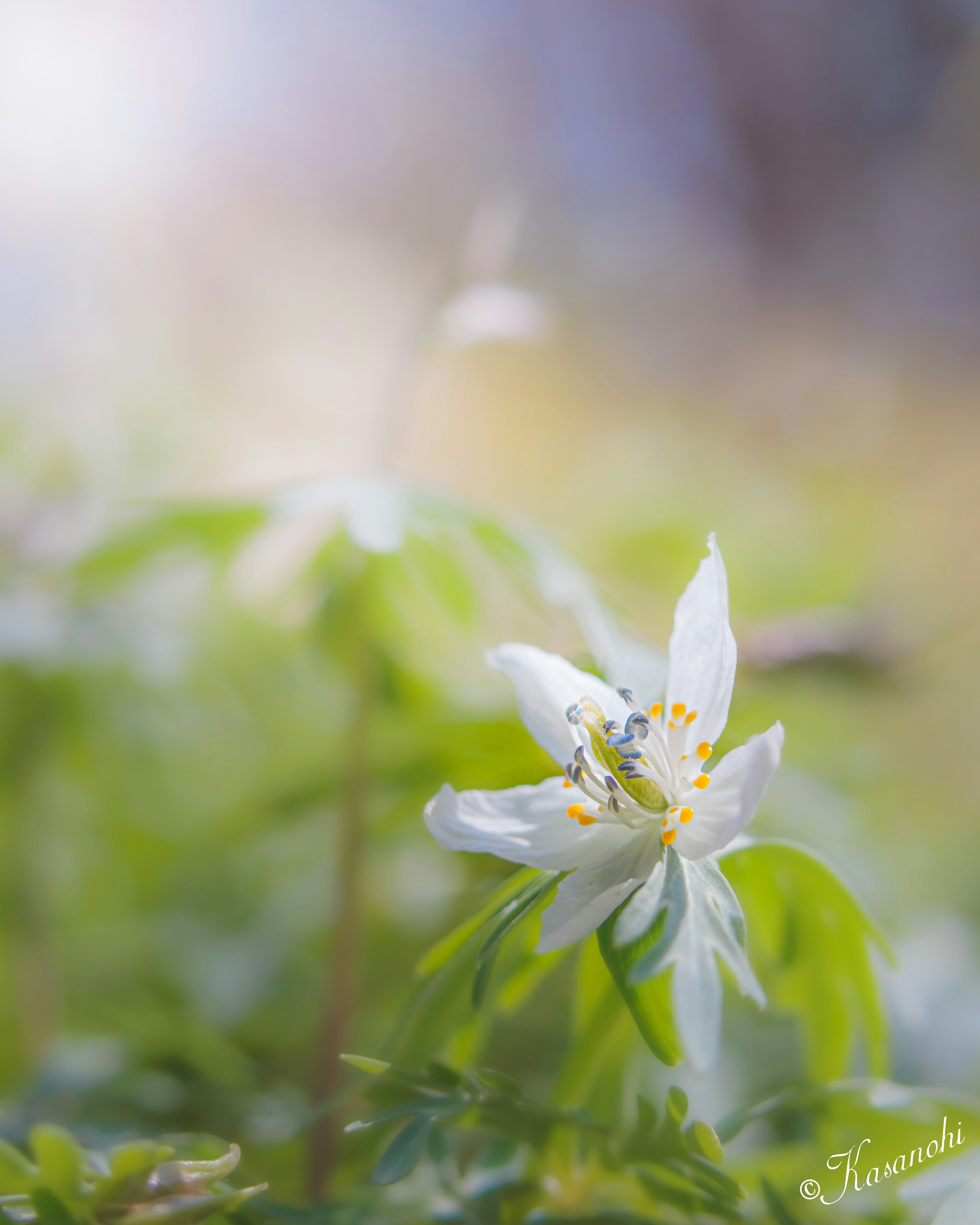 Une délicate fleur blanche entourée de feuillage vert dans un arrière-plan flou