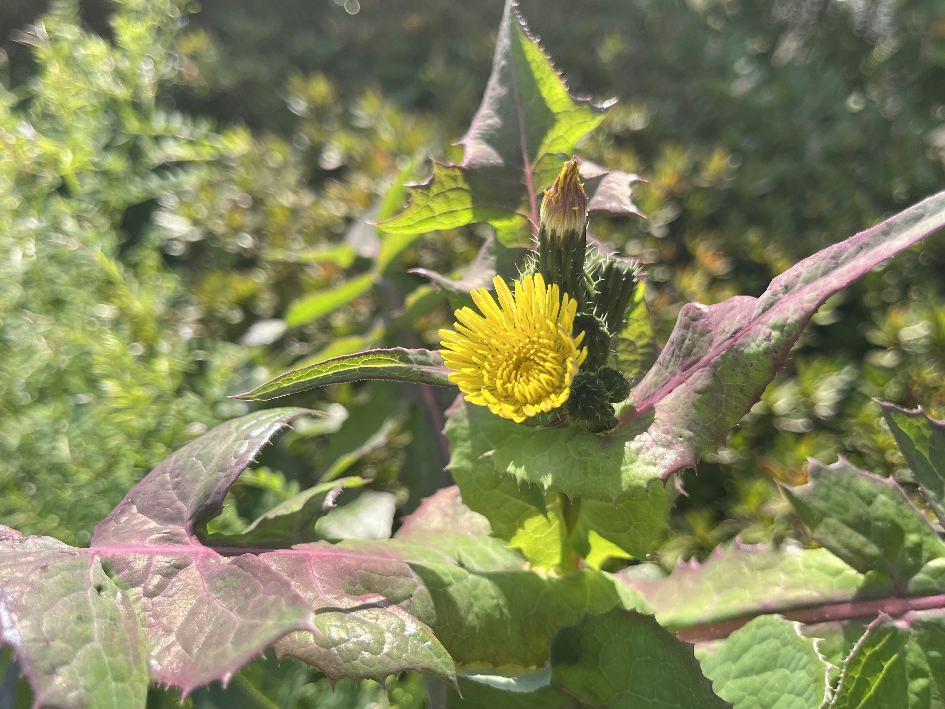 Una flor amarilla con hojas moradas entre la vegetación