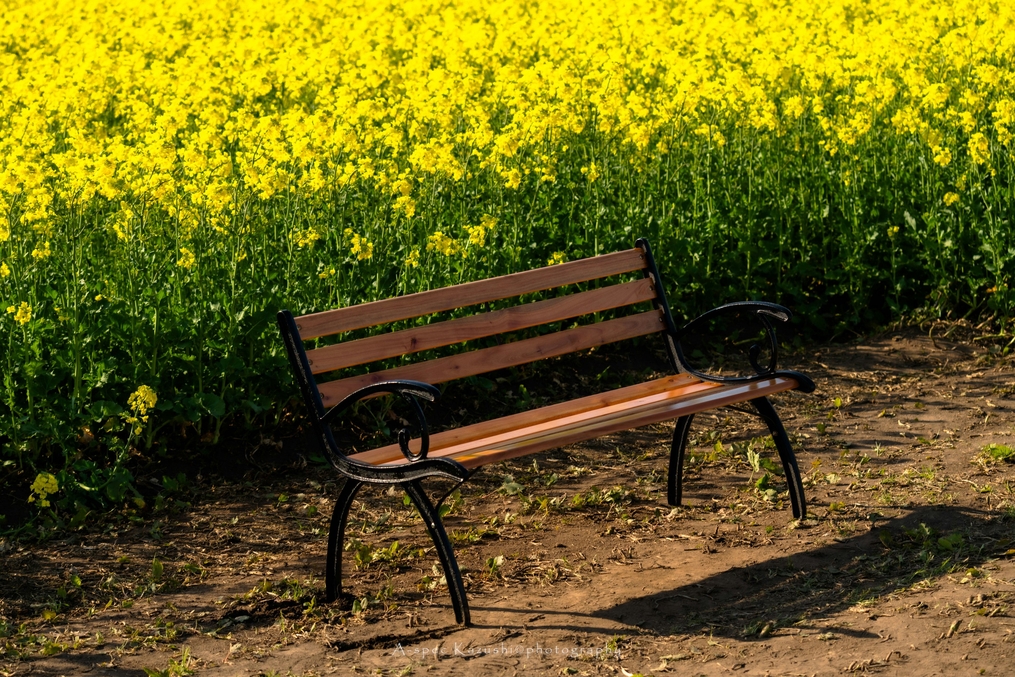 Un banco de madera frente a un campo de flores amarillas