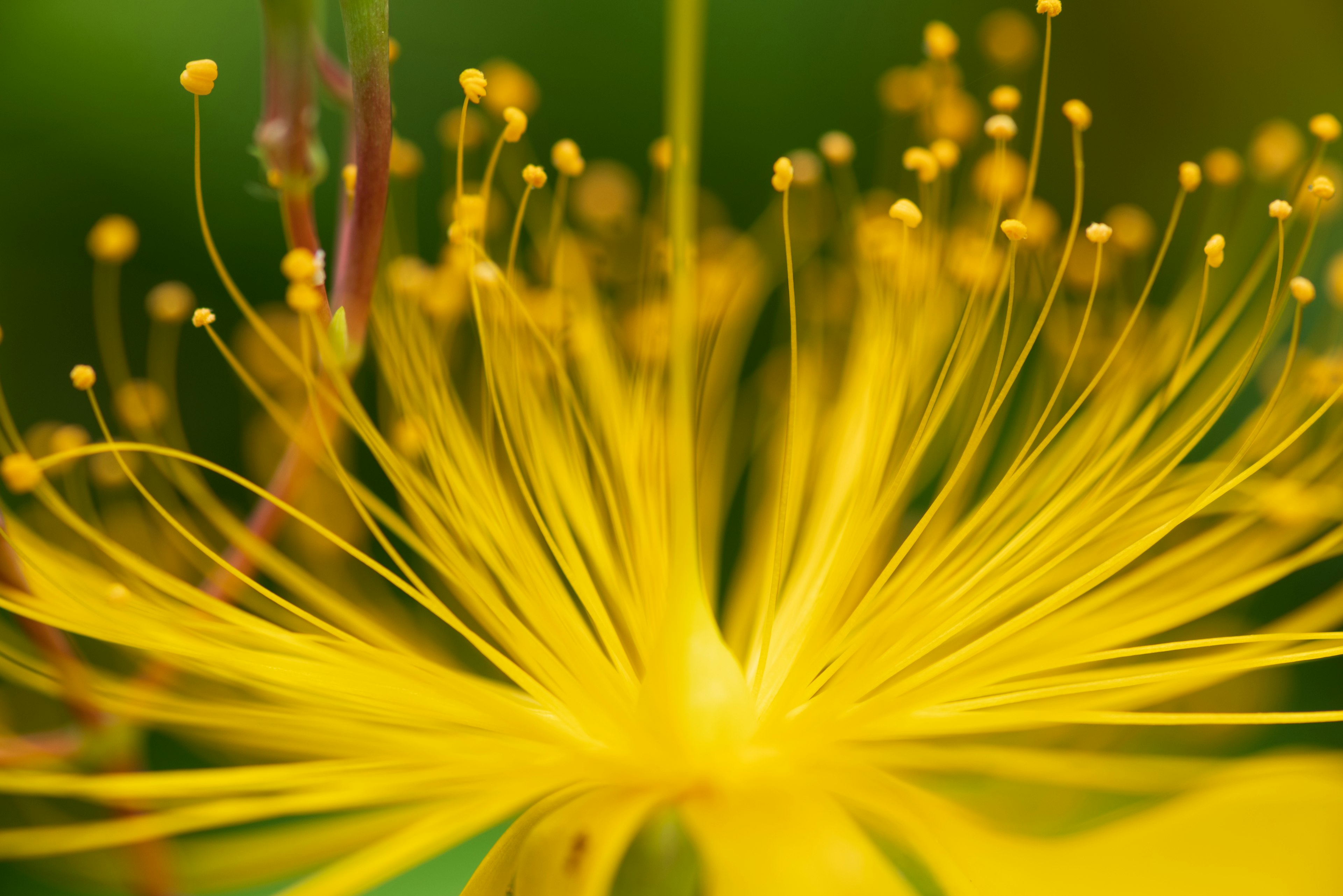 Close-up of a vibrant yellow flower with long petals and delicate stamens