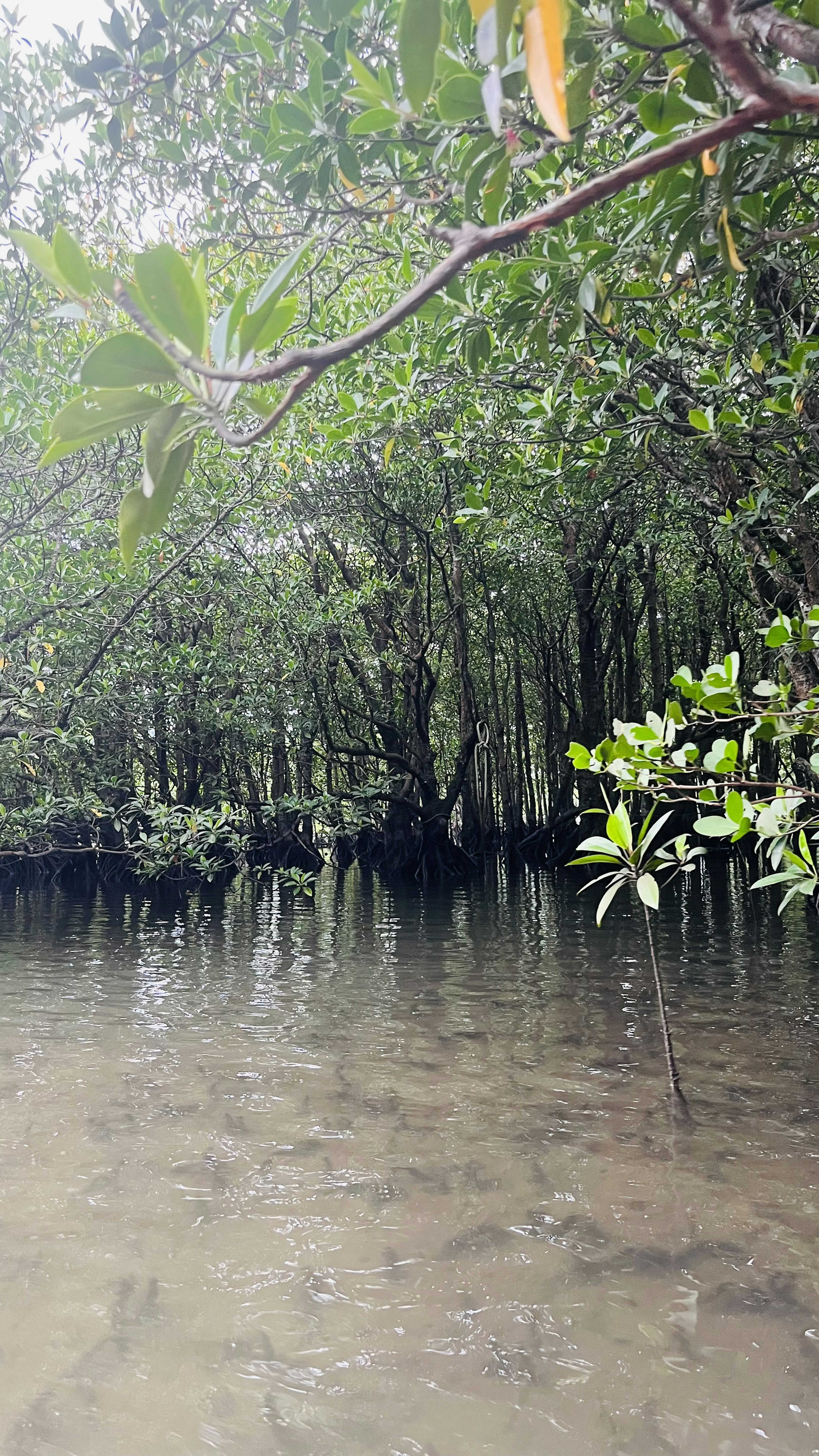 Ruhige Landschaft mit Mangrovenbäumen, die sich im Wasser spiegeln