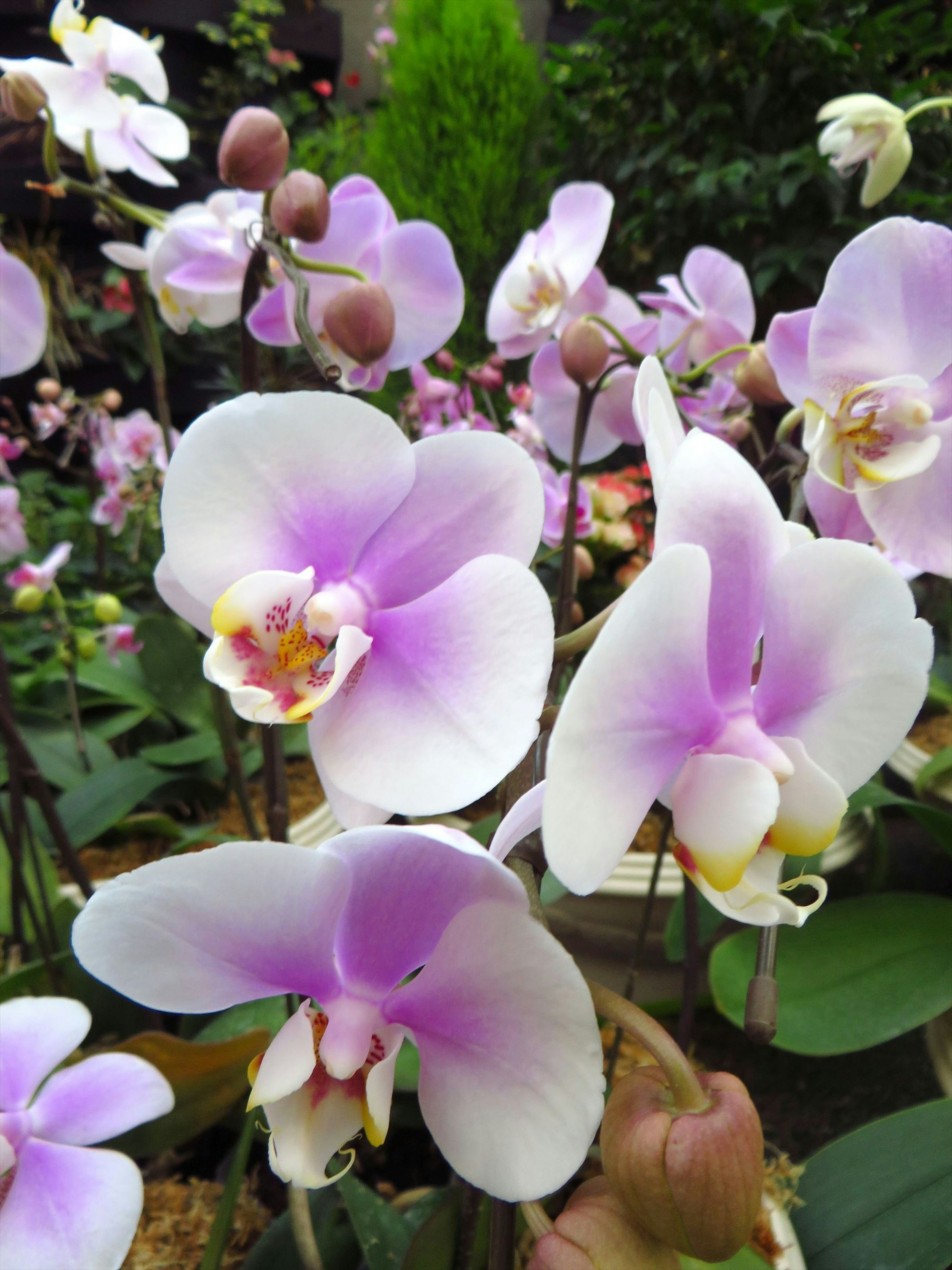 美しい紫色の花びらを持つ蘭の花が咲いている庭の風景