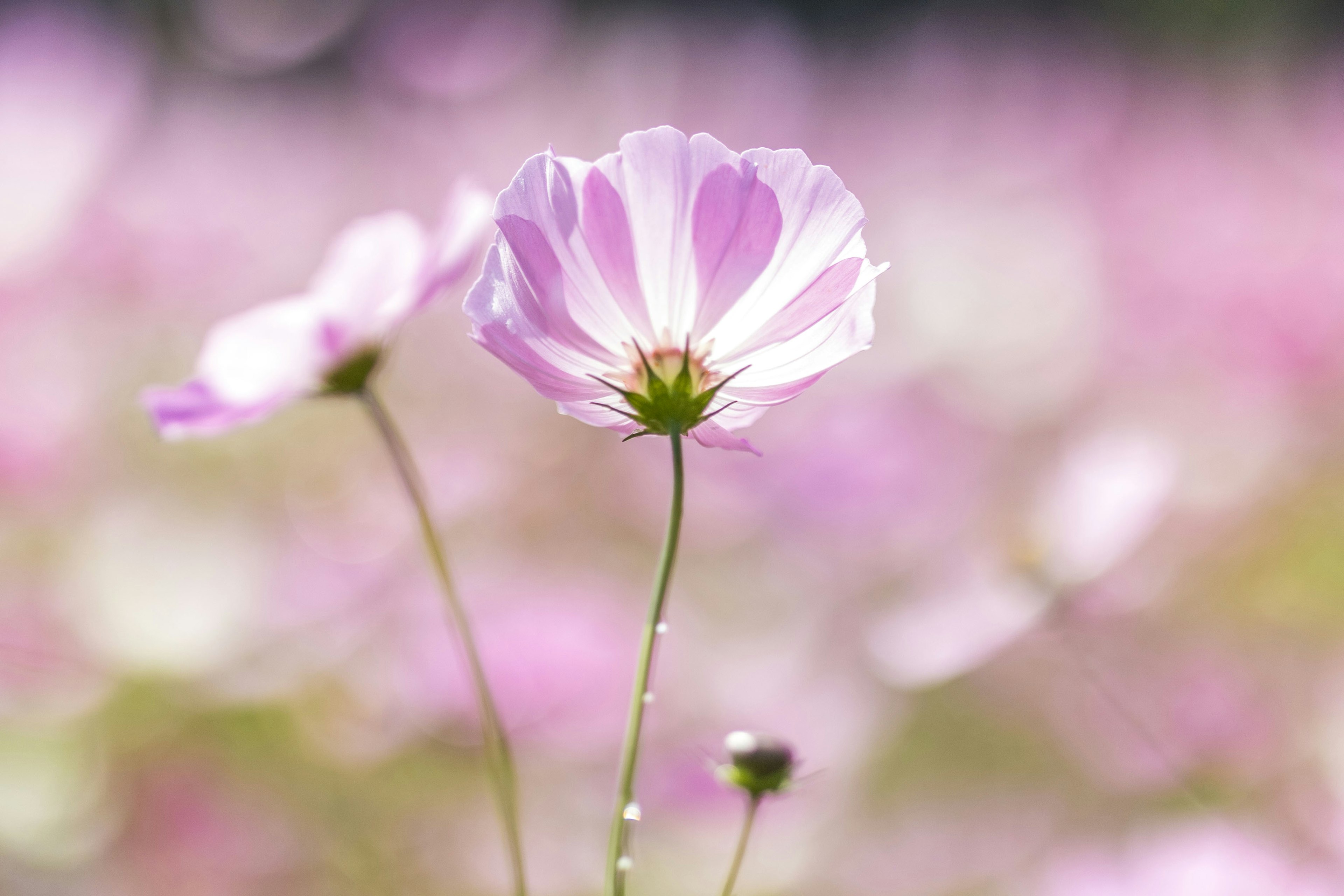 Delicate pink flowers in a beautiful landscape