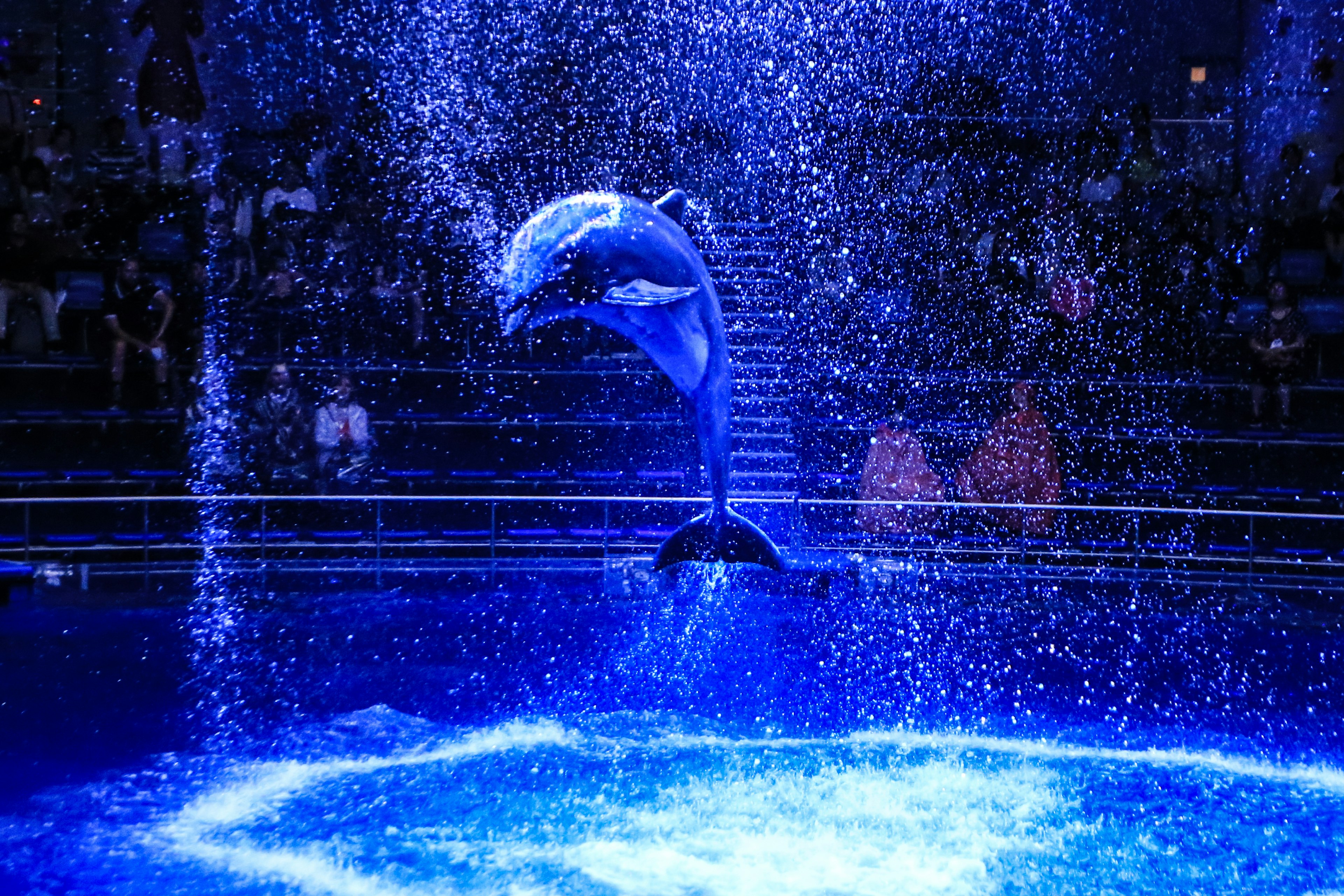 Ein blauer Delfin springt durch Wasserspritzer in einer Aufführung