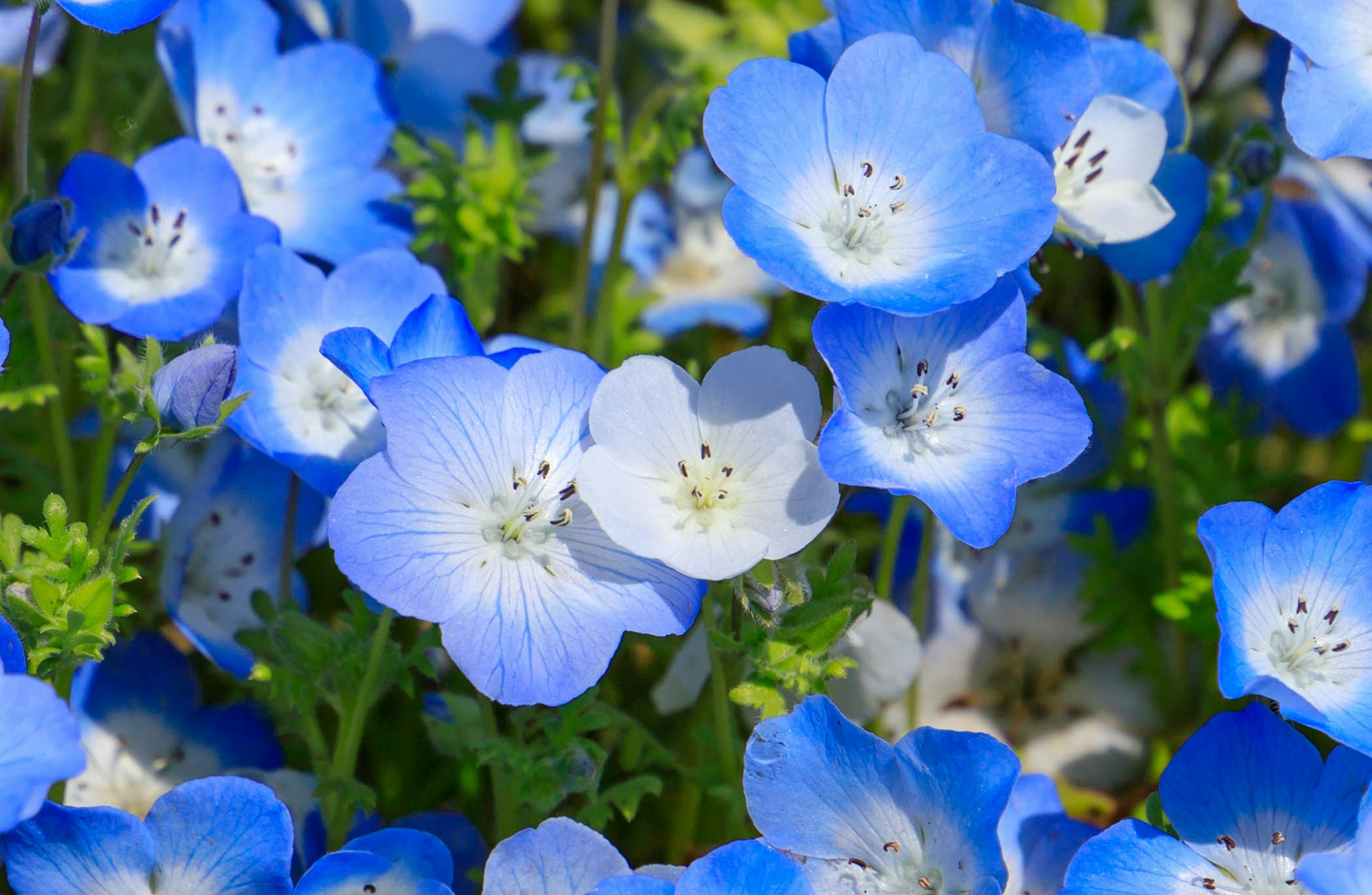 Un grupo de flores de nemophila azules y blancas