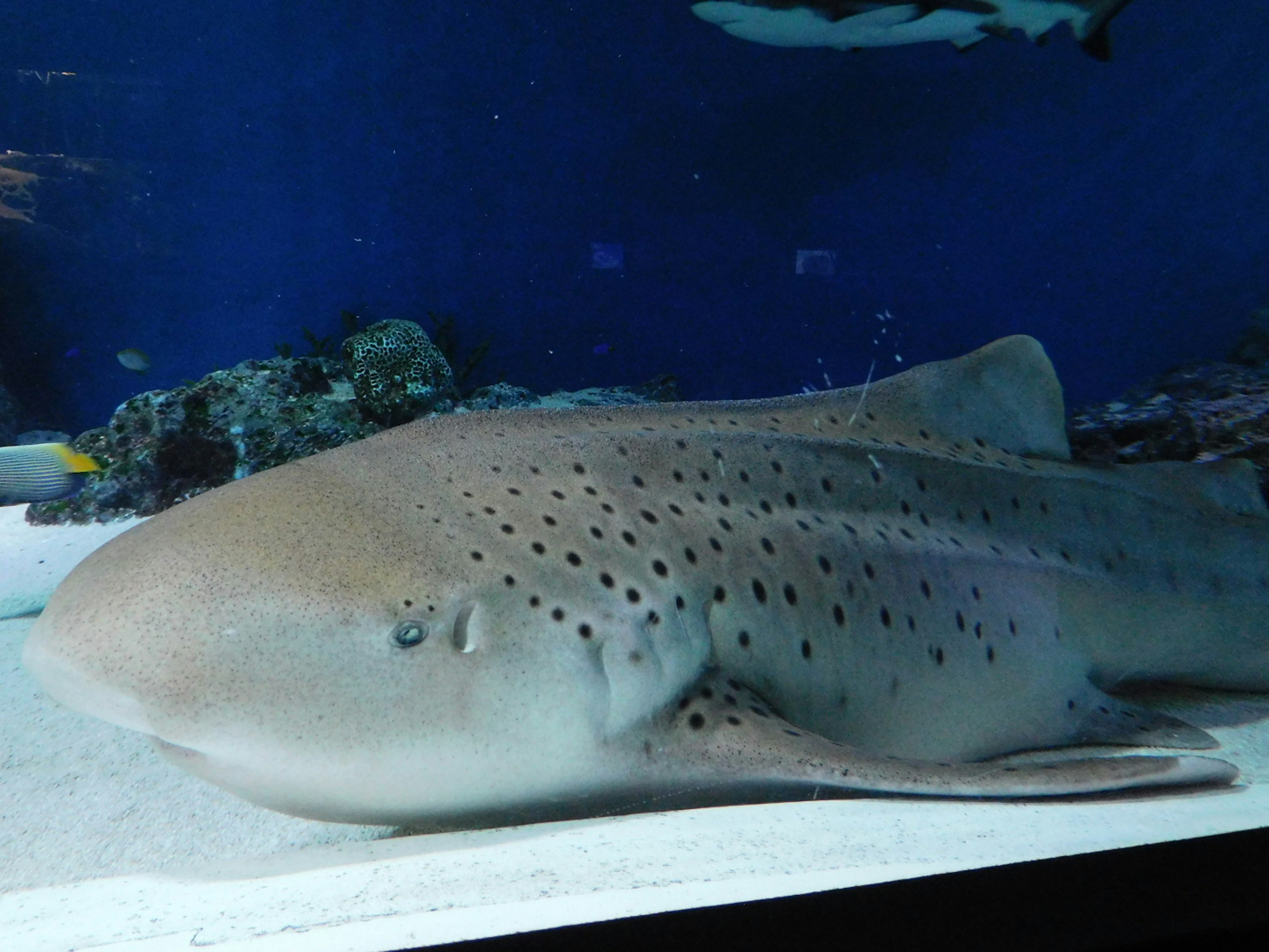 Leopard shark resting on the aquarium floor