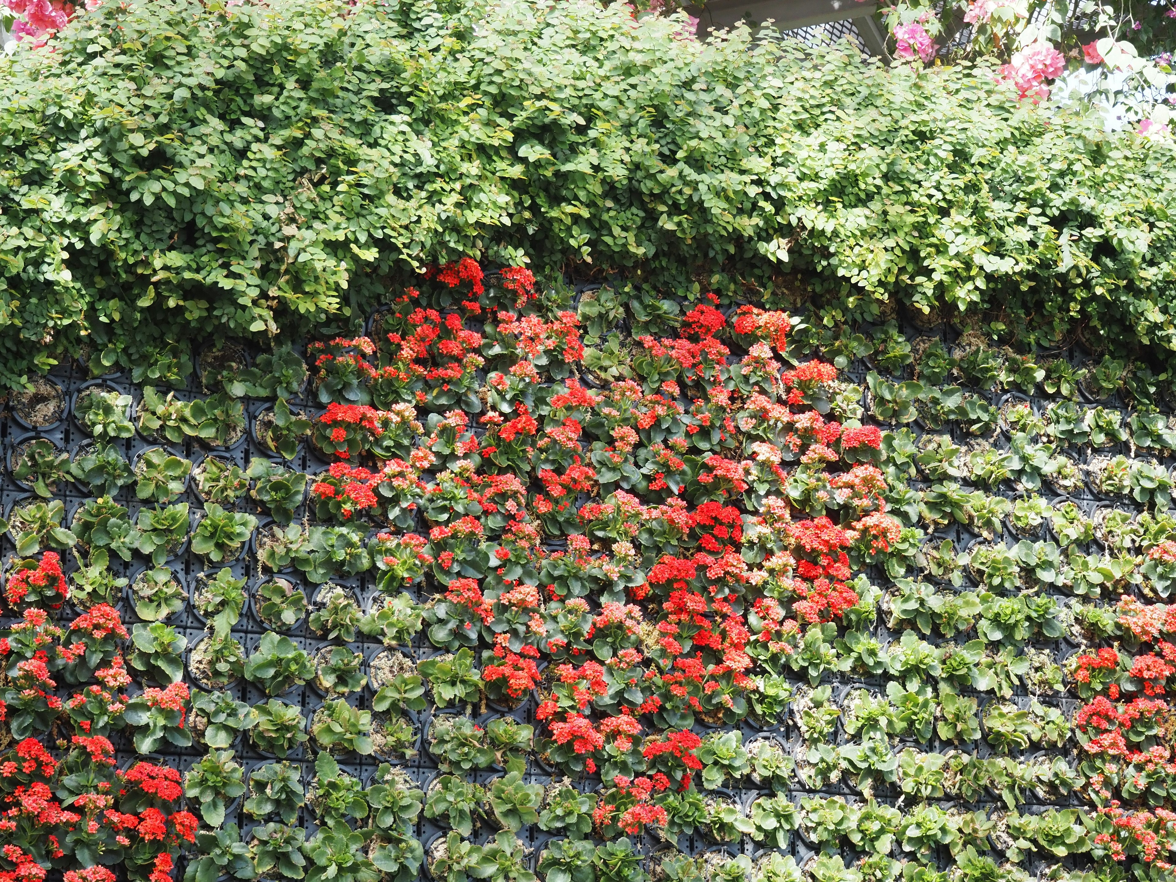 Eine grüne Wand mit einem herzförmigen Design aus roten Blumen