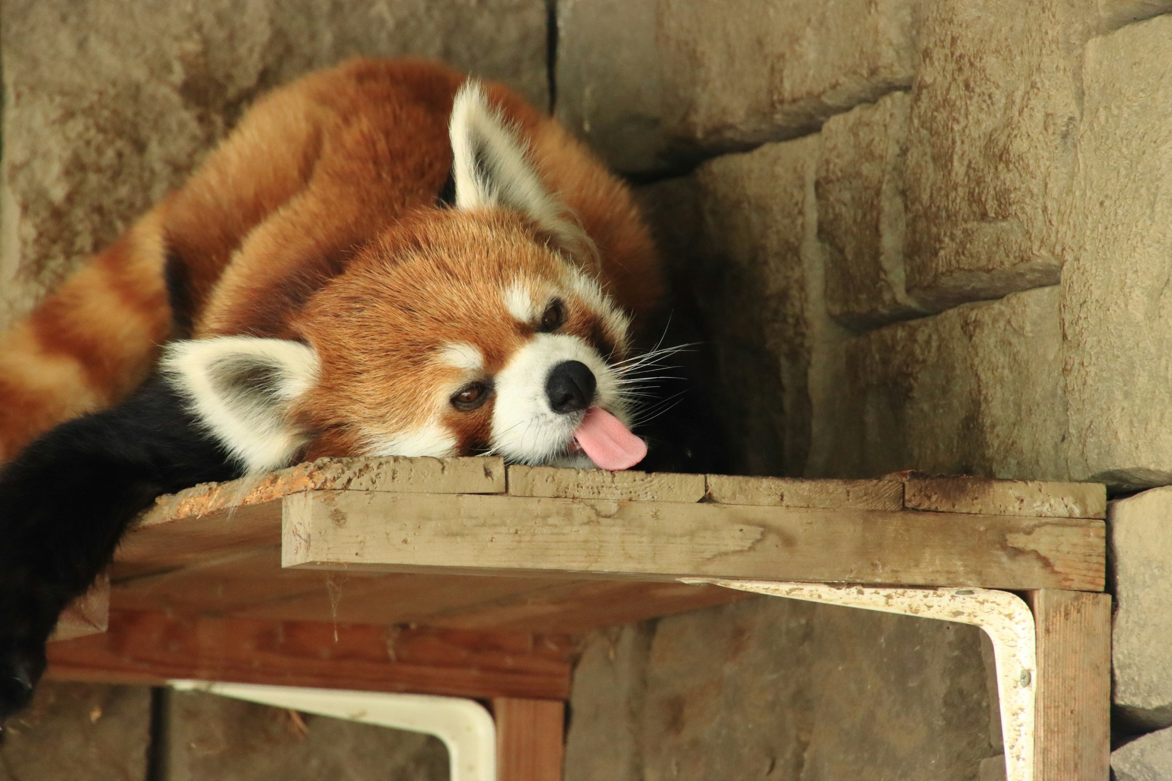 Panda rojo descansando en una plataforma de madera con la lengua afuera