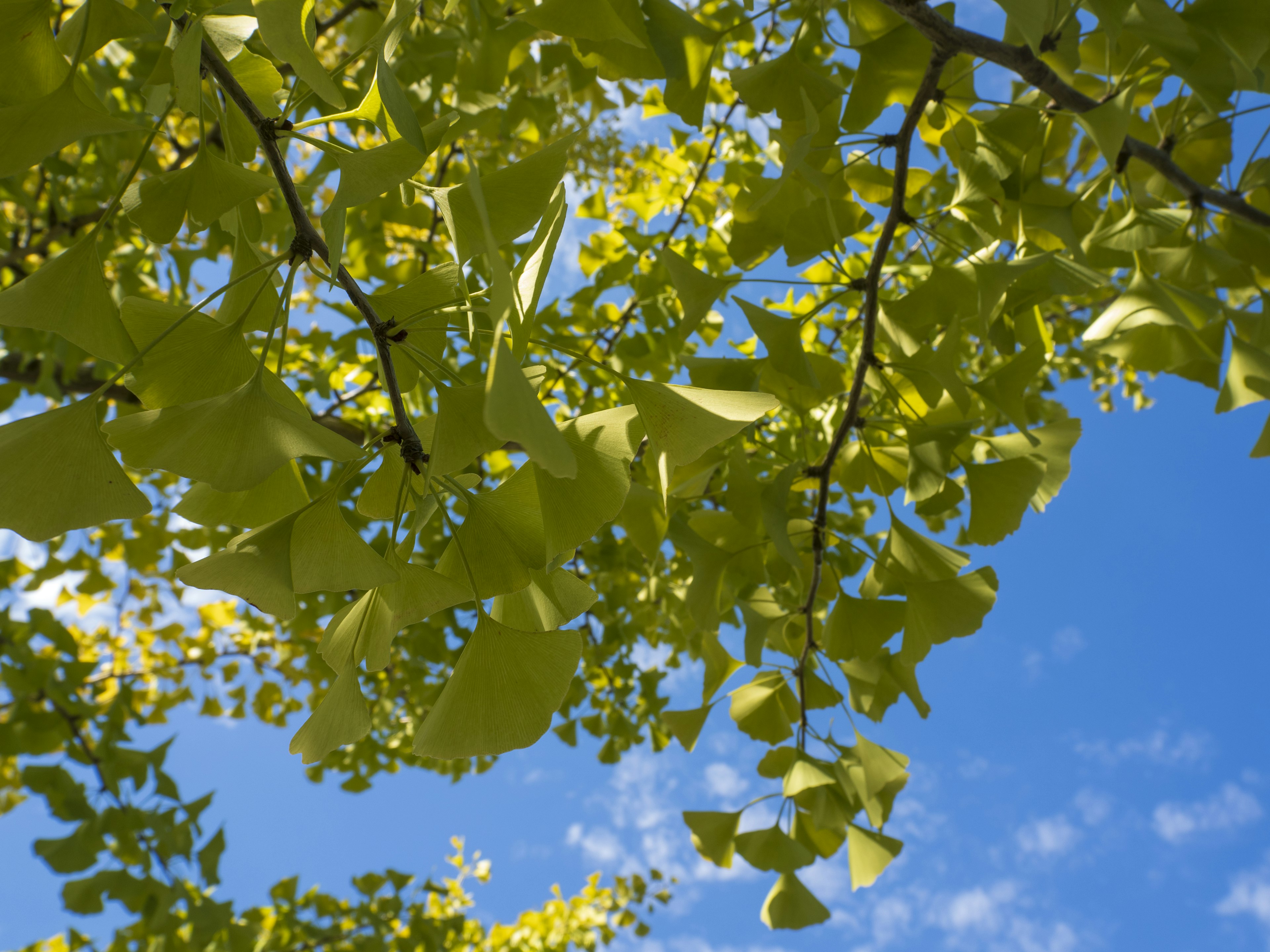 Close-up of green leaves and branches under a blue sky