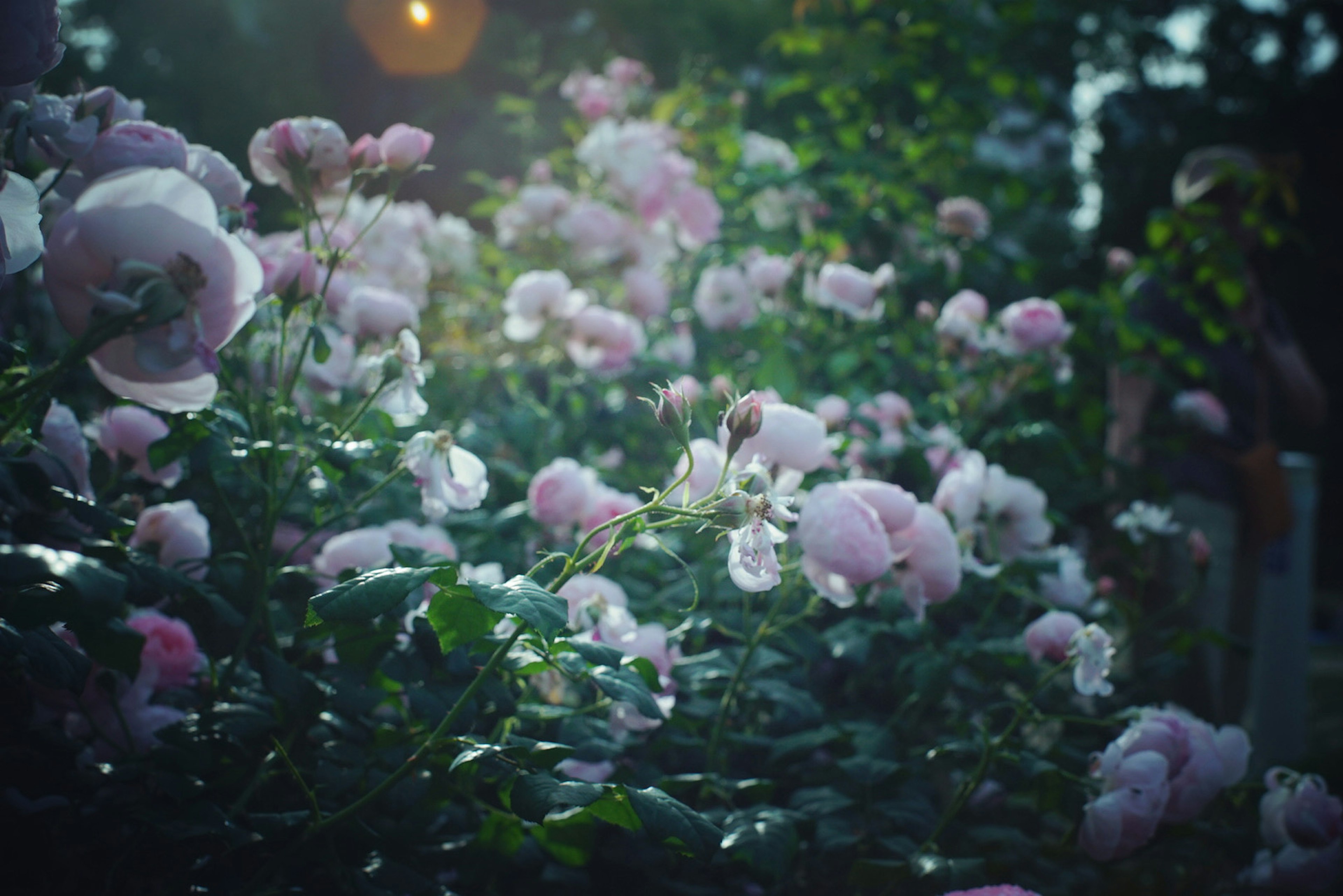 Eine Gartenszene mit blühenden hellrosa Rosen