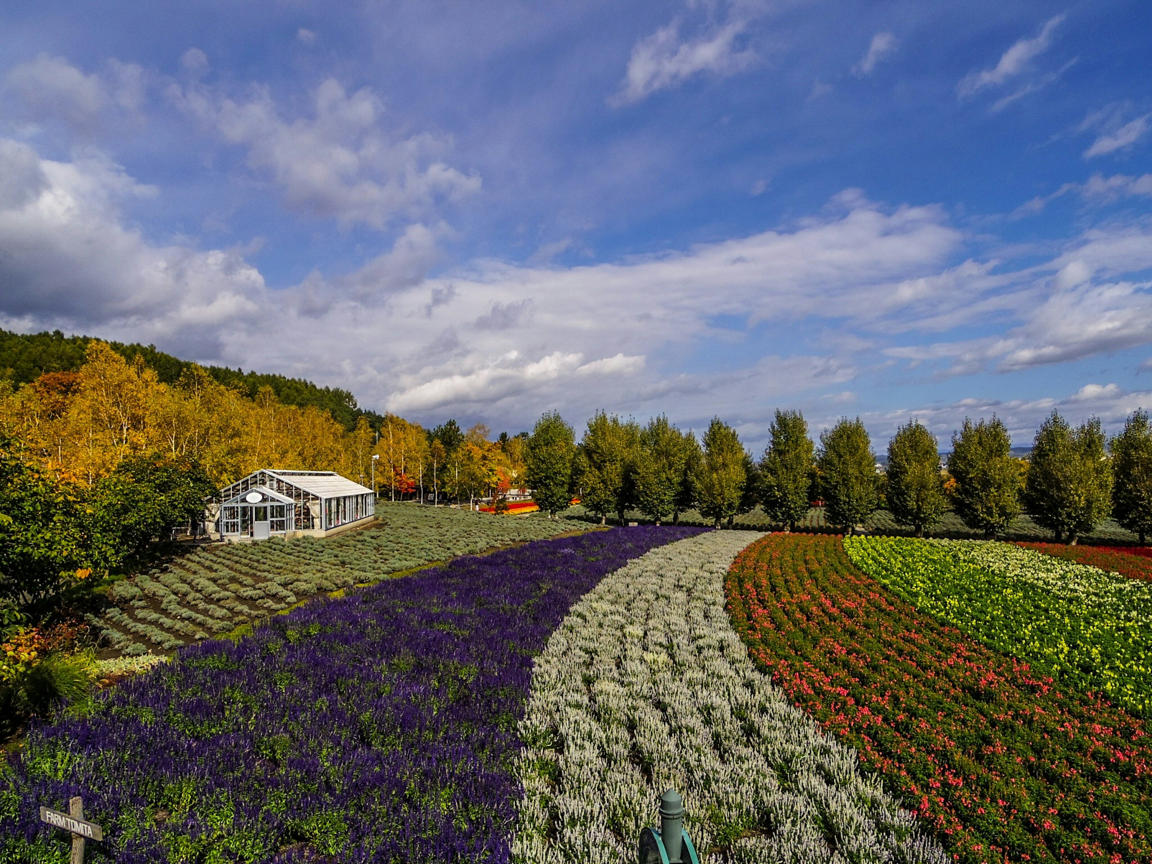 Vibrant flower field with a greenhouse under a blue sky featuring colorful blooms