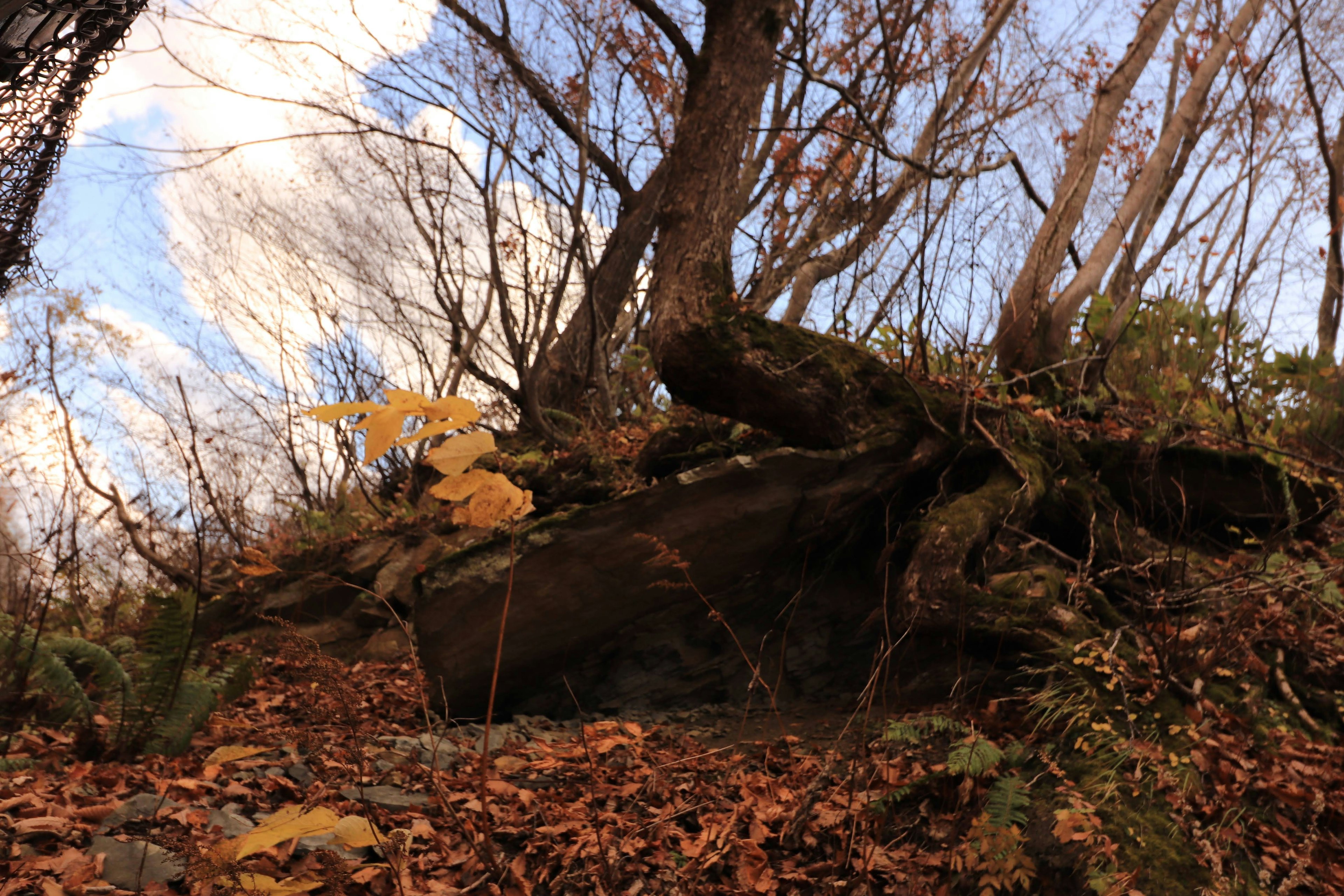 Scena forestale autunnale con una grande roccia alla base di un albero circondata da foglie cadute