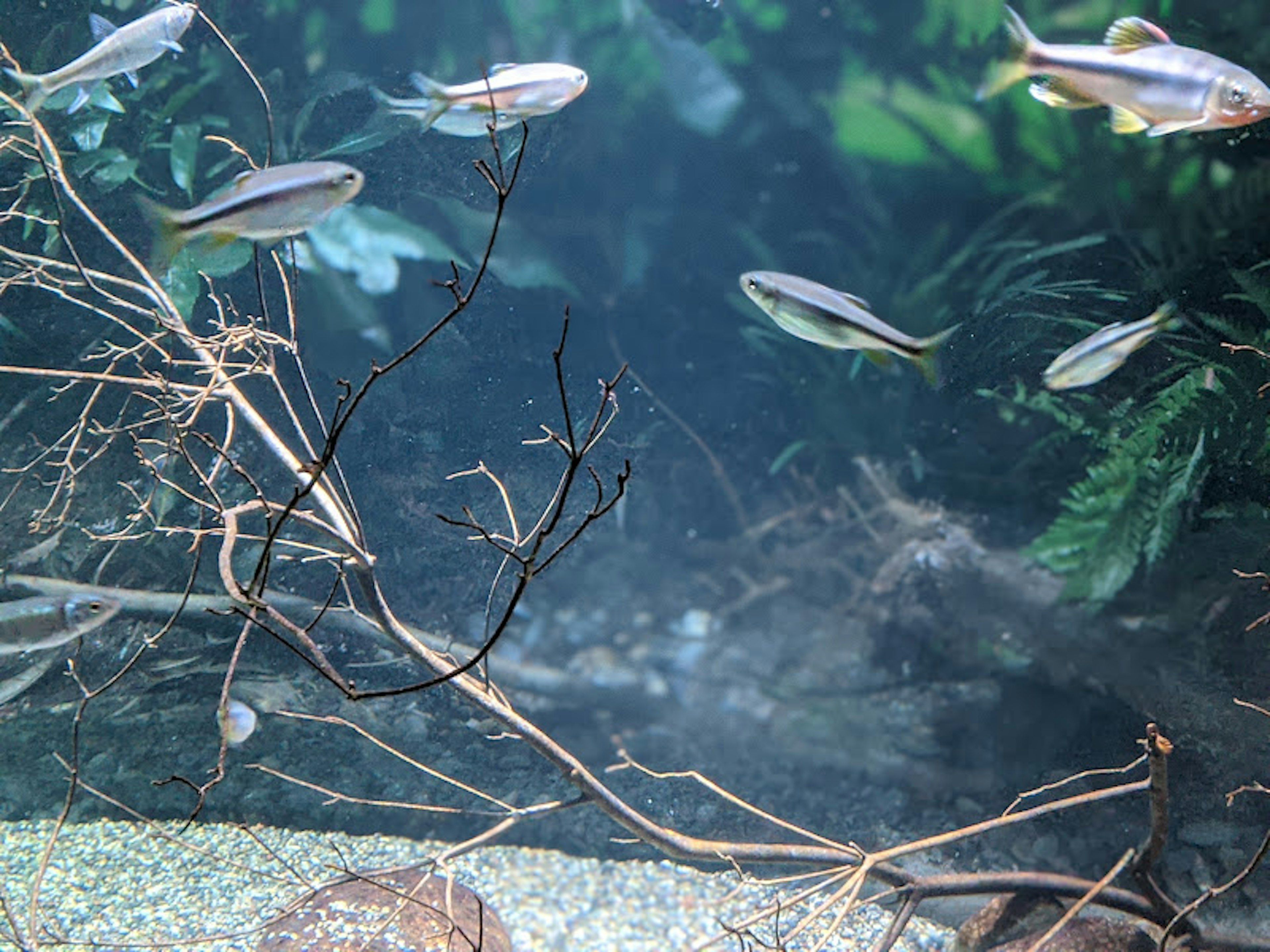 Aquarium scene with fish swimming around branches and plants