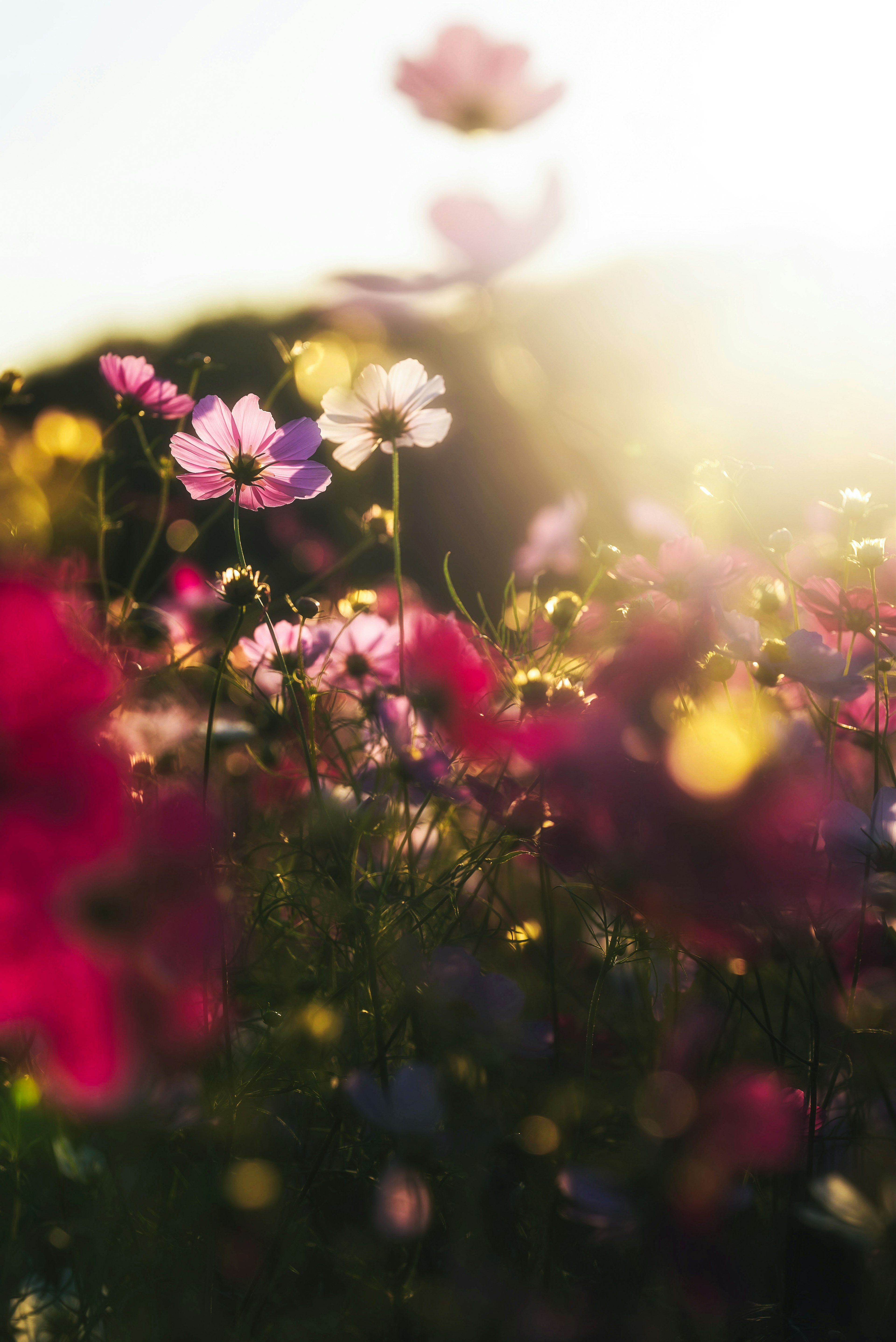 Beau paysage d'un champ avec des fleurs colorées en fleurs