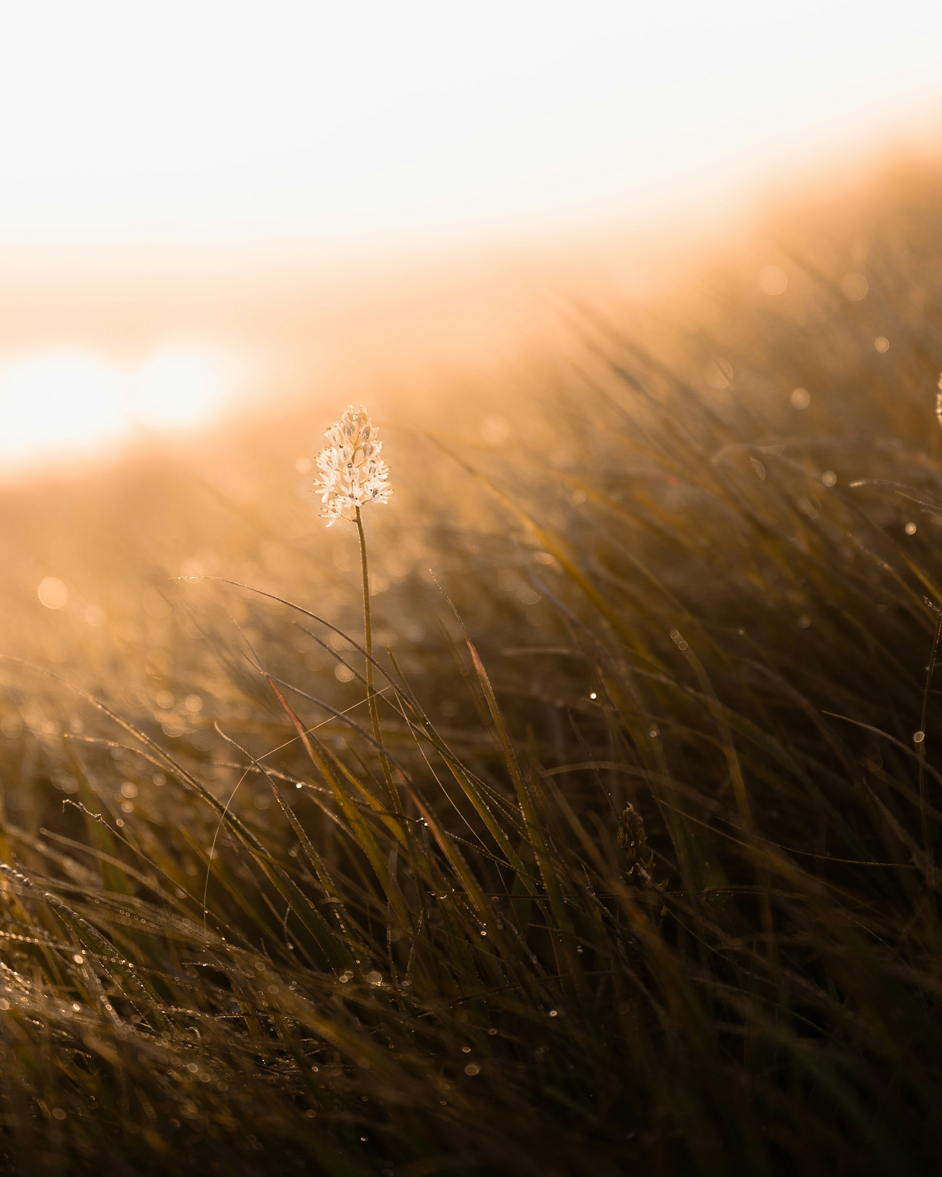 Close-up of a single flower standing in a misty grass field