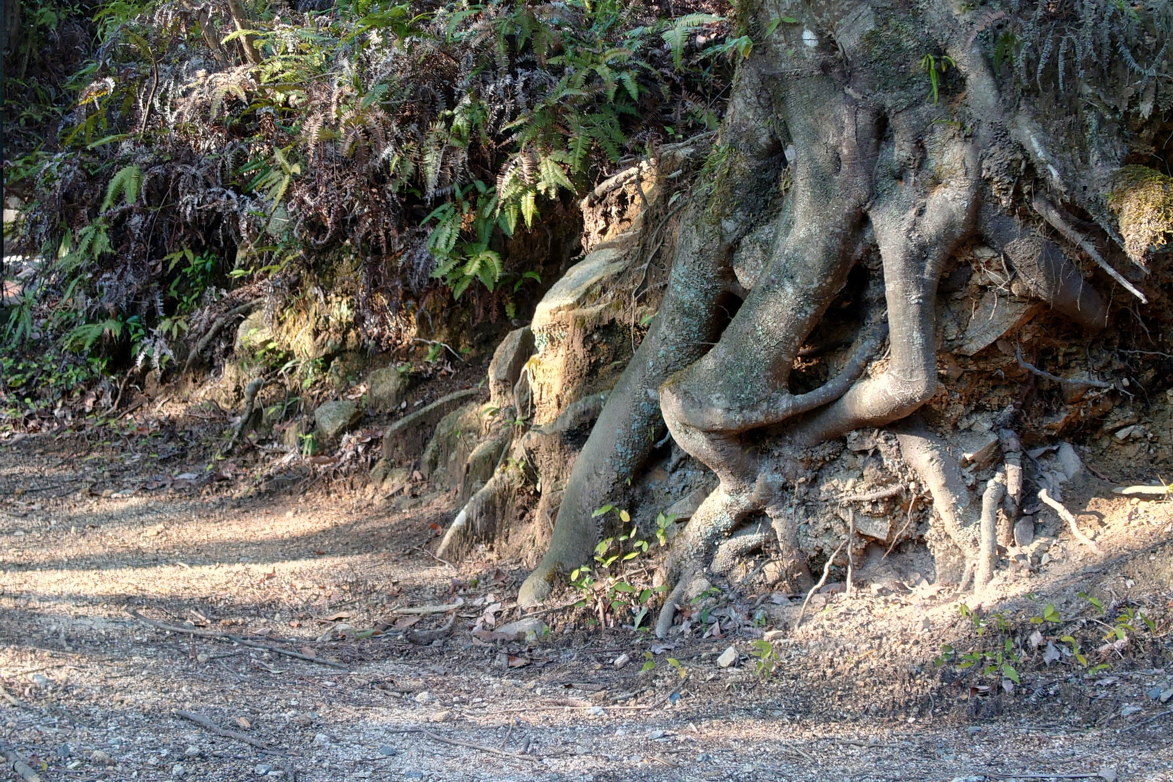 Un paysage avec des racines d'arbre entrelacées sur le sol