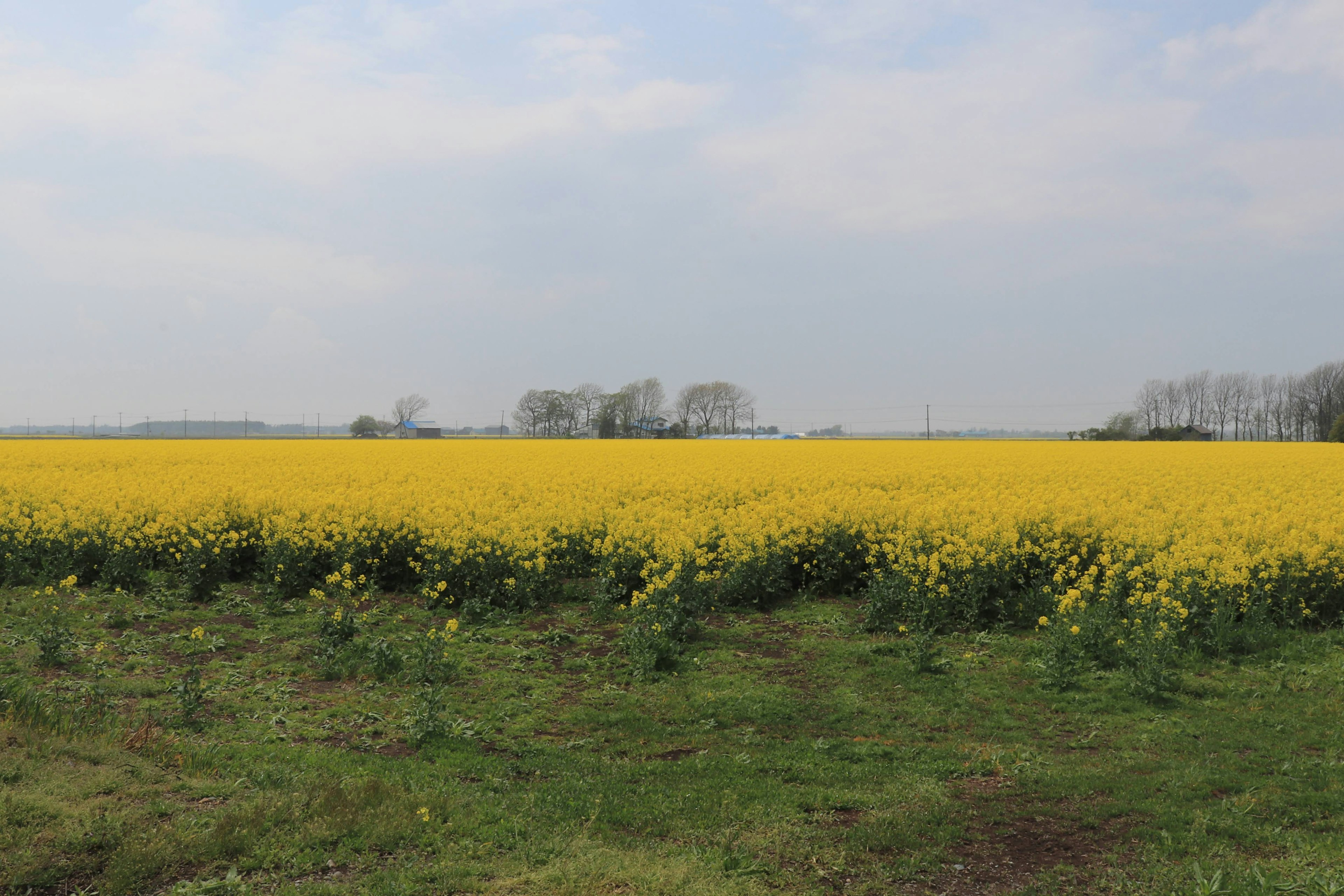 Expansive yellow canola field under a cloudy sky