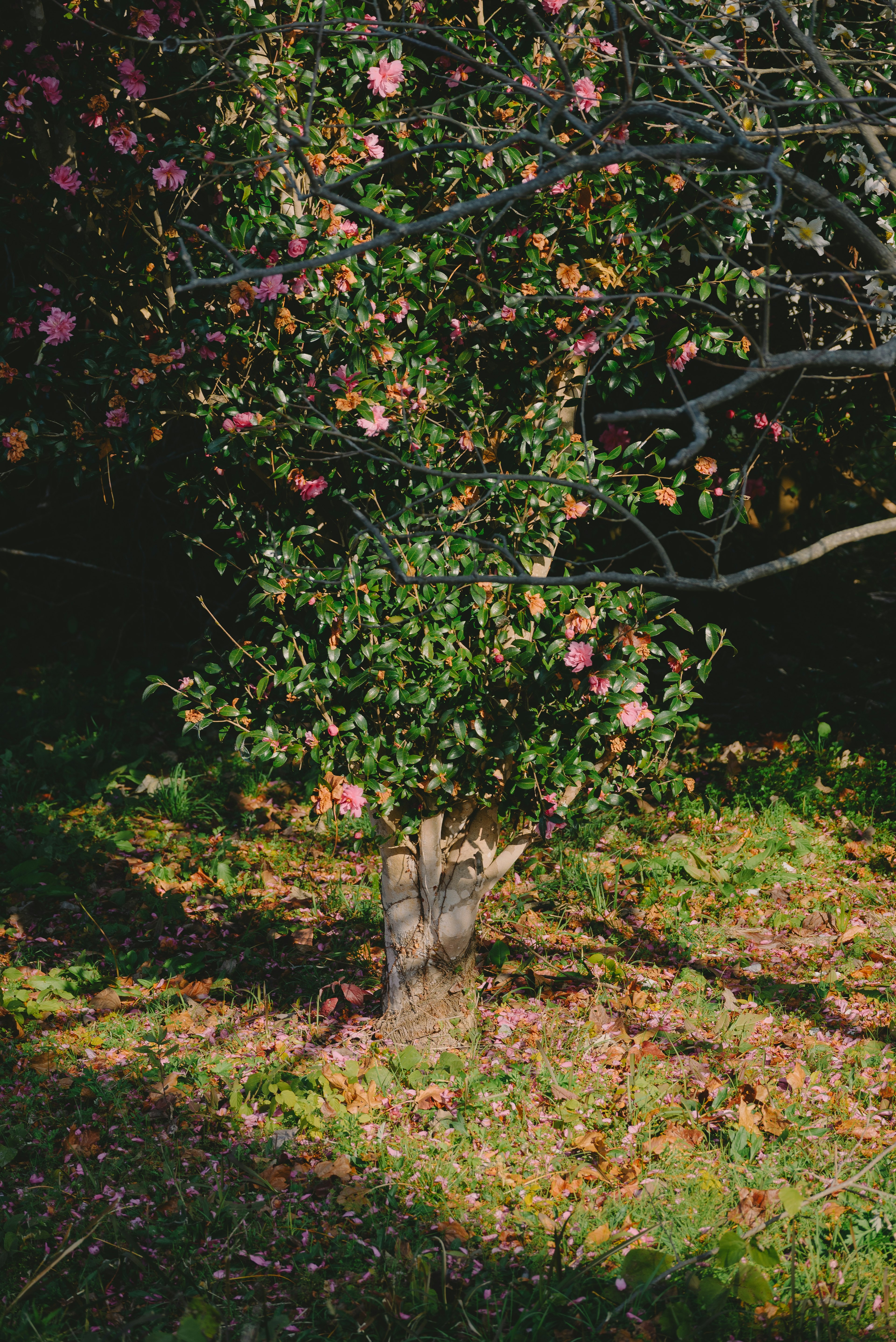 Baum mit blühenden Blumen und Gras darunter