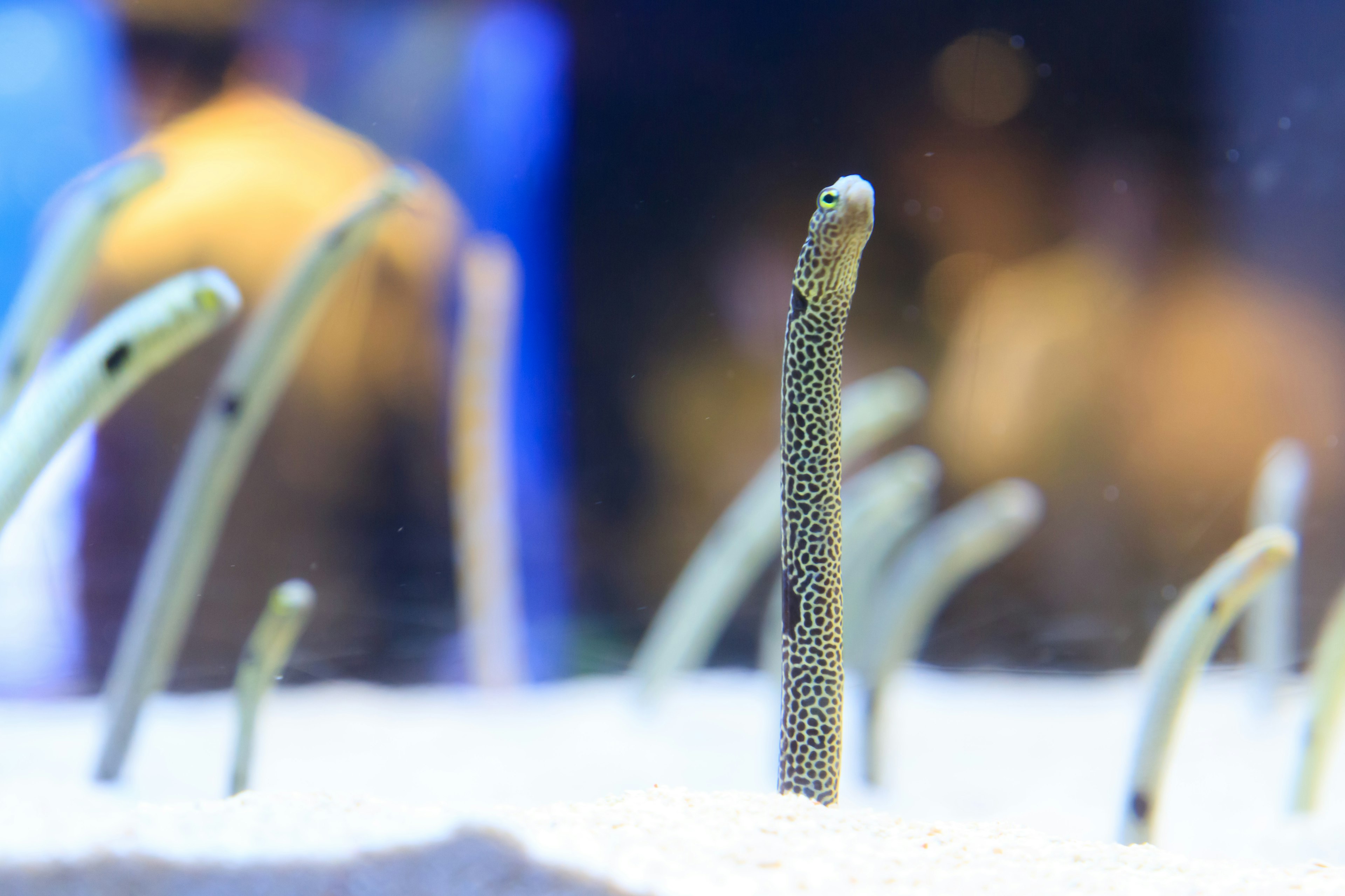 Eels emerging from the sand in an aquarium setting