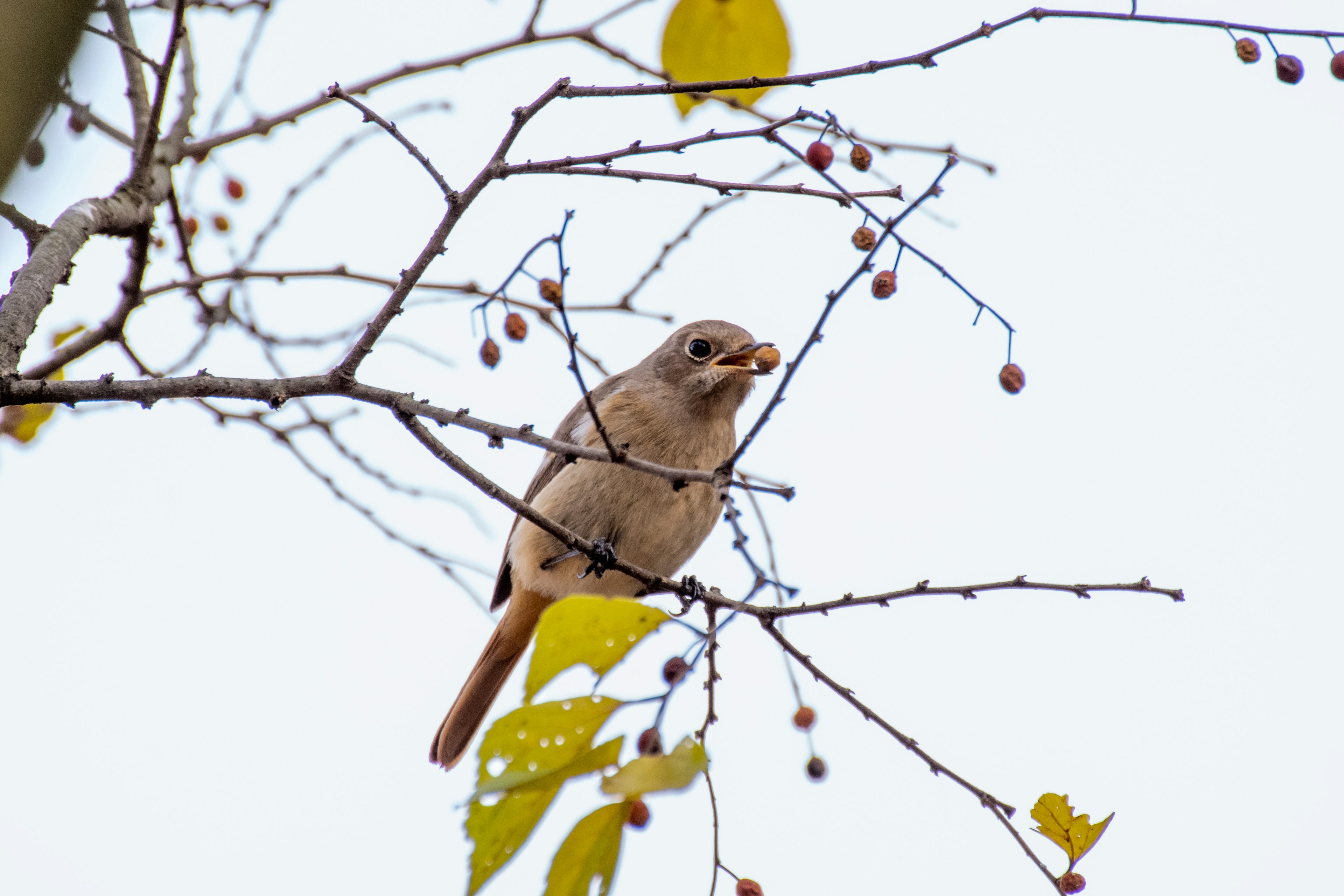 木の枝にとまっている小さな鳥が実を食べている様子