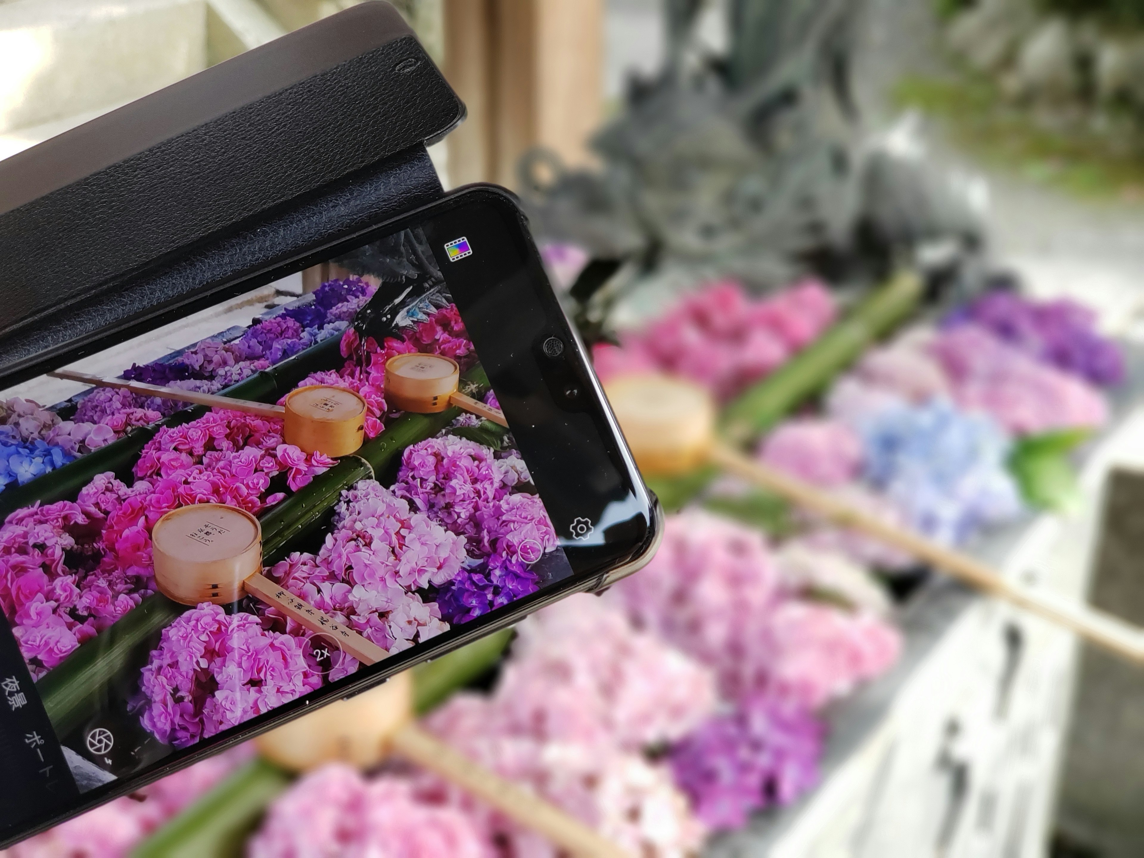 A smartphone capturing a vibrant display of colorful flowers