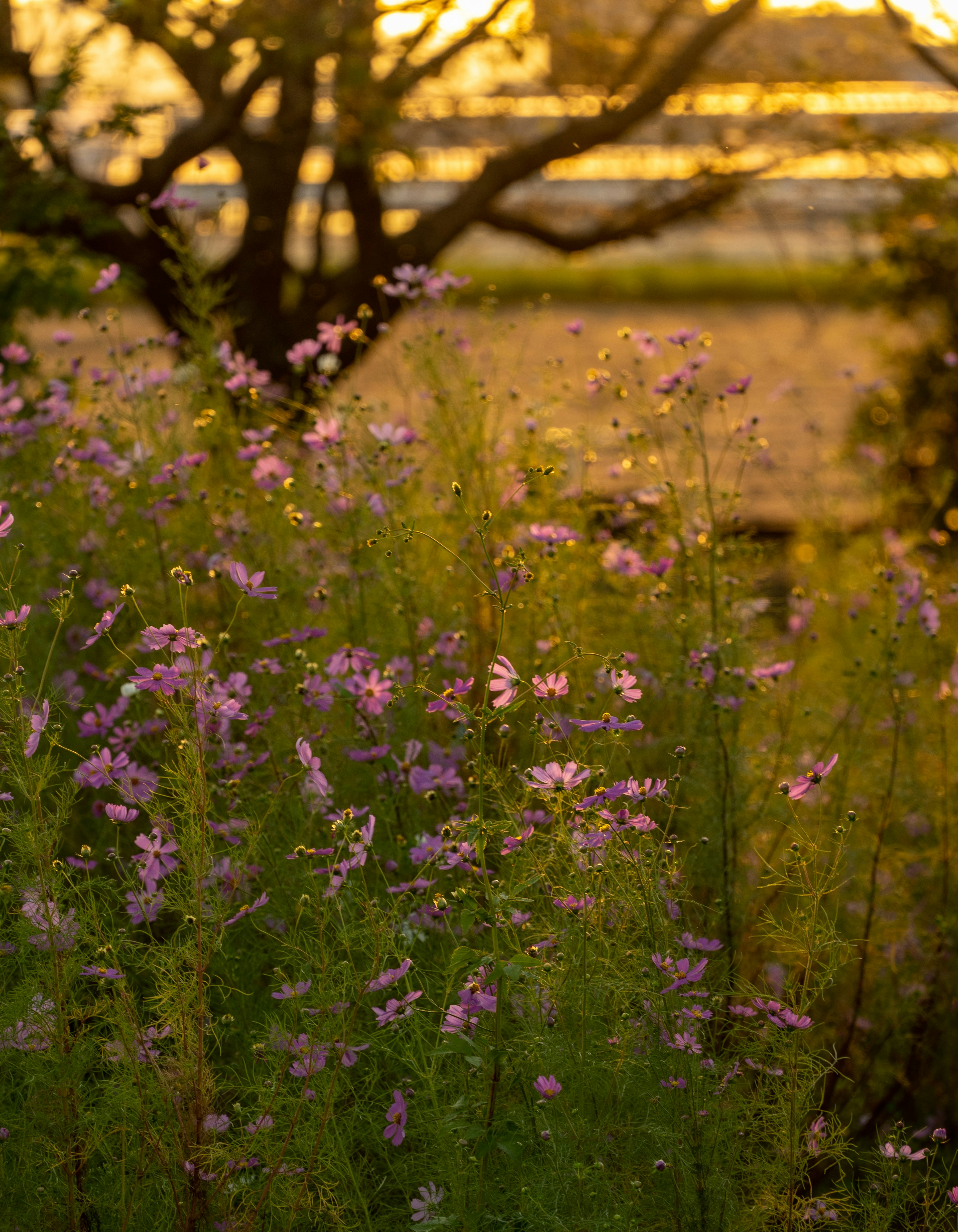 Rosa Blumen und grüne Gräser im Sonnenuntergang beleuchtet