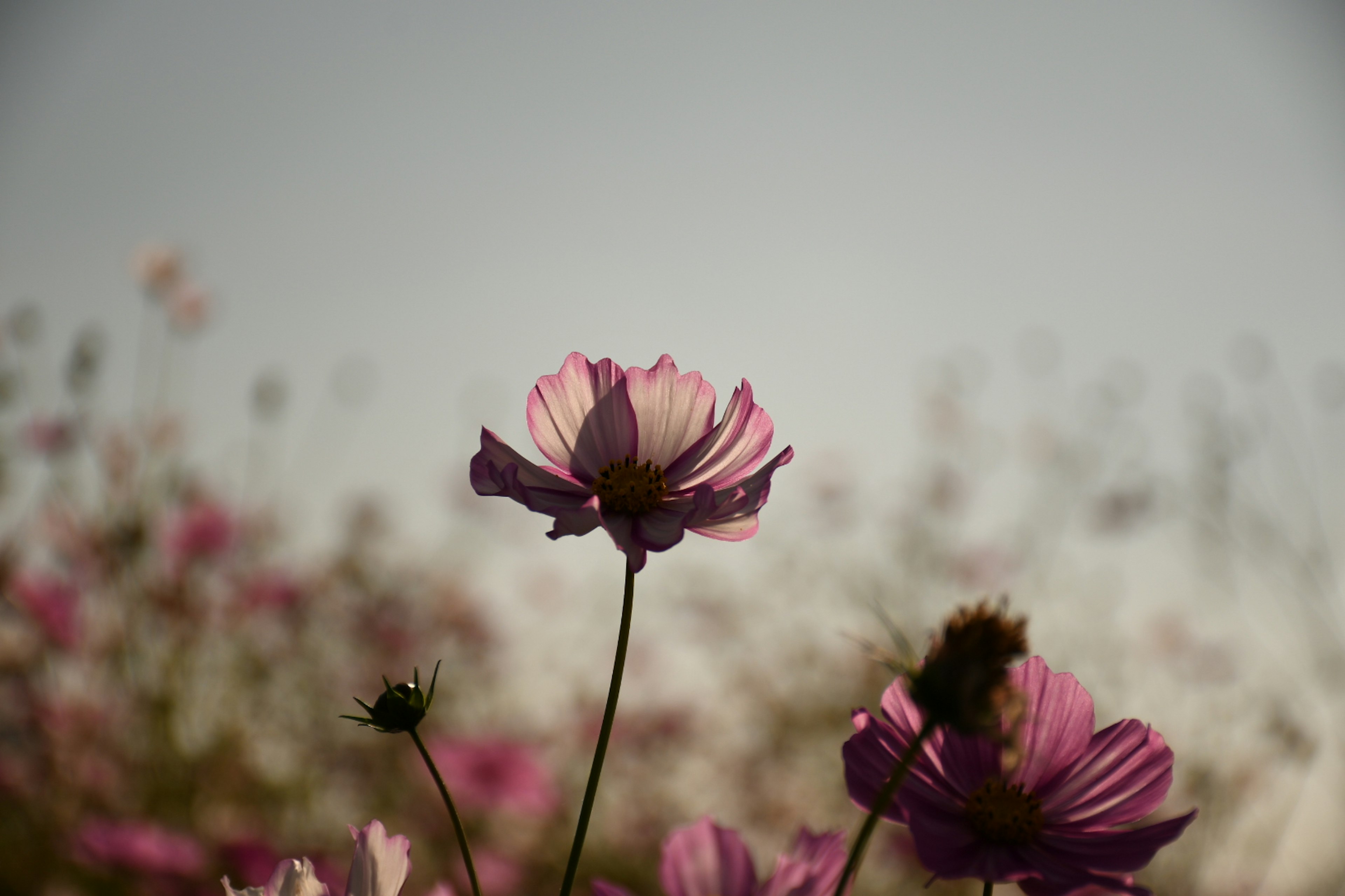 Delicate pink flowers silhouetted against a soft background