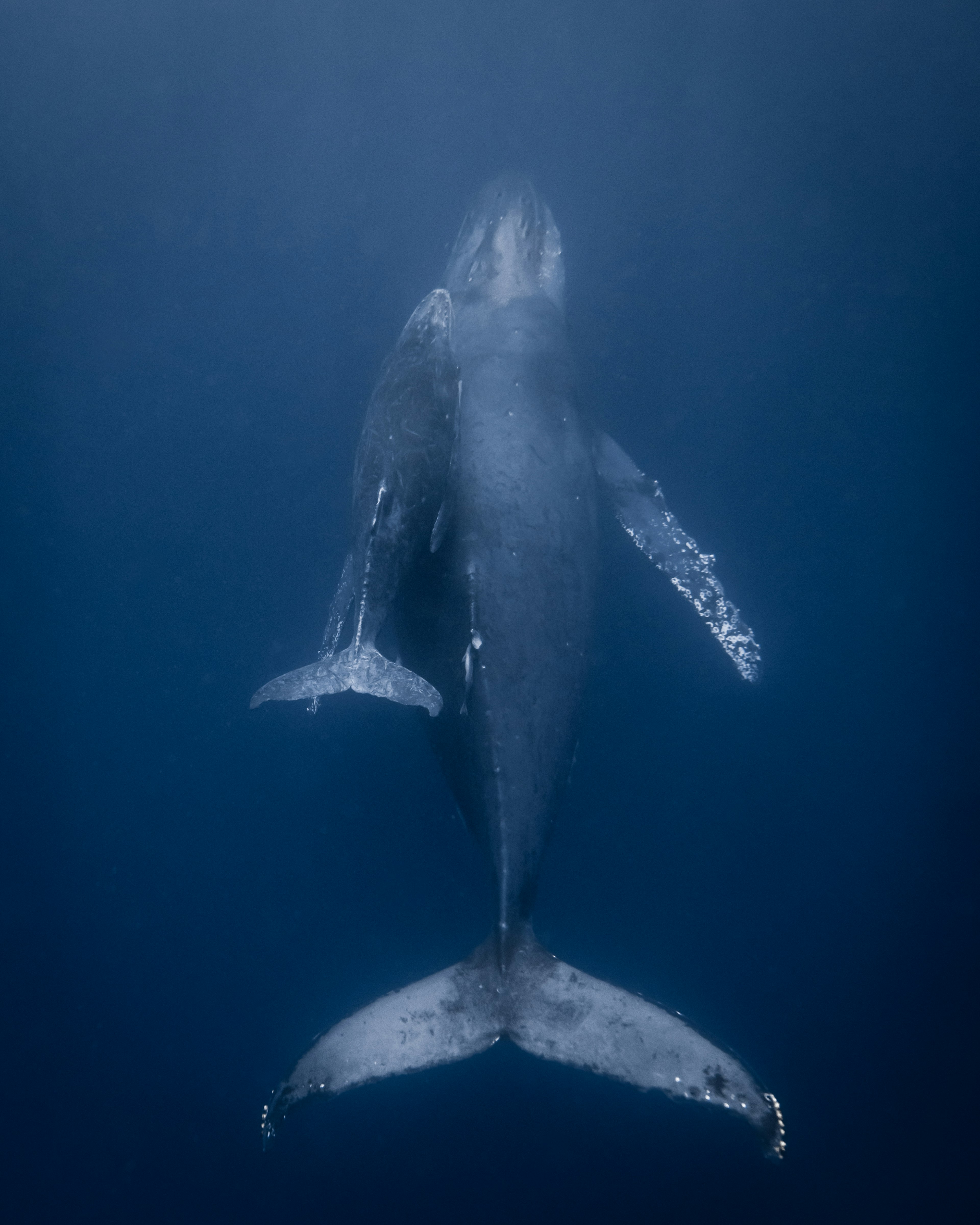 Una ballena nadando hacia arriba en aguas azul profundo