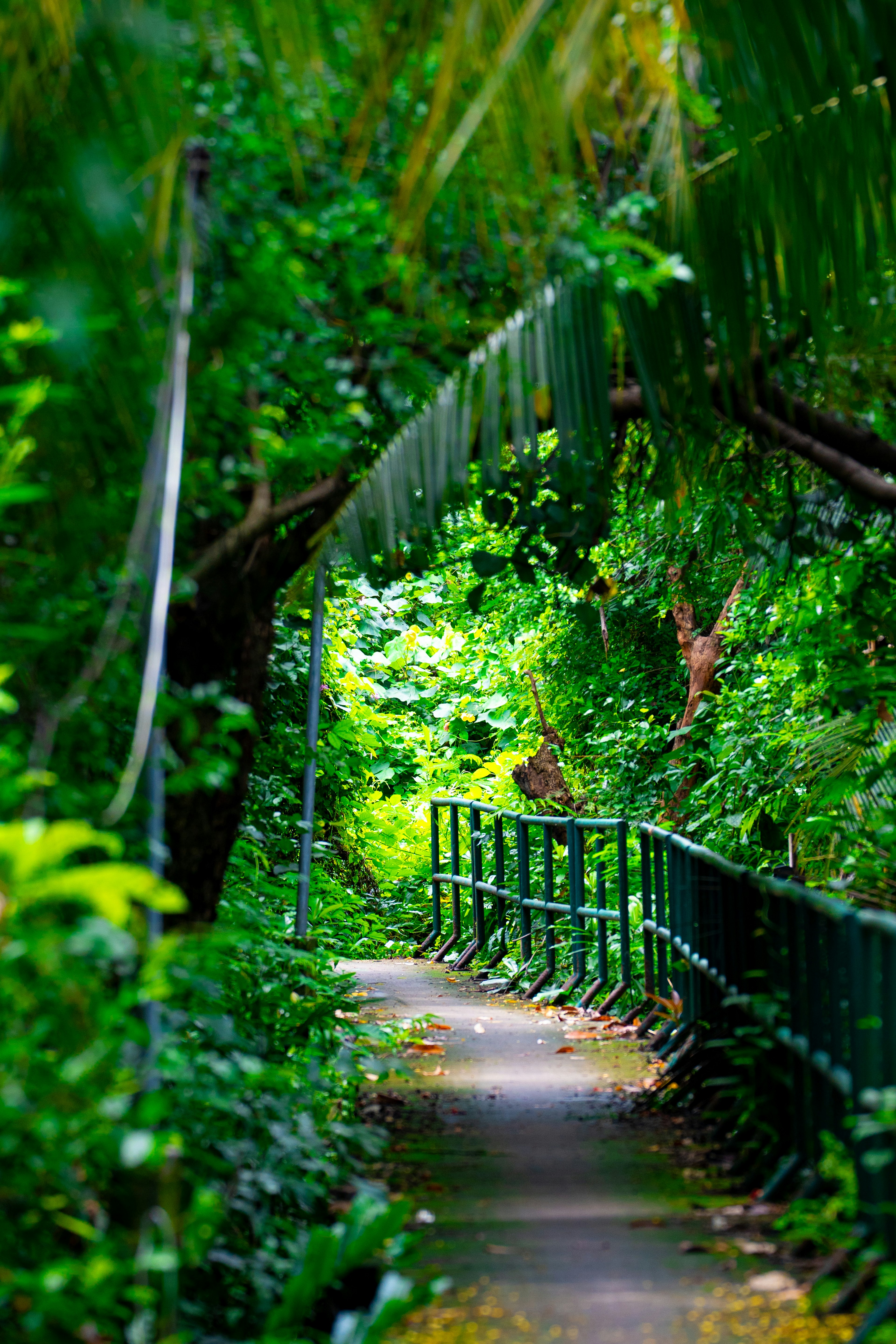 Camino tranquilo rodeado de vegetación exuberante y un puente de madera