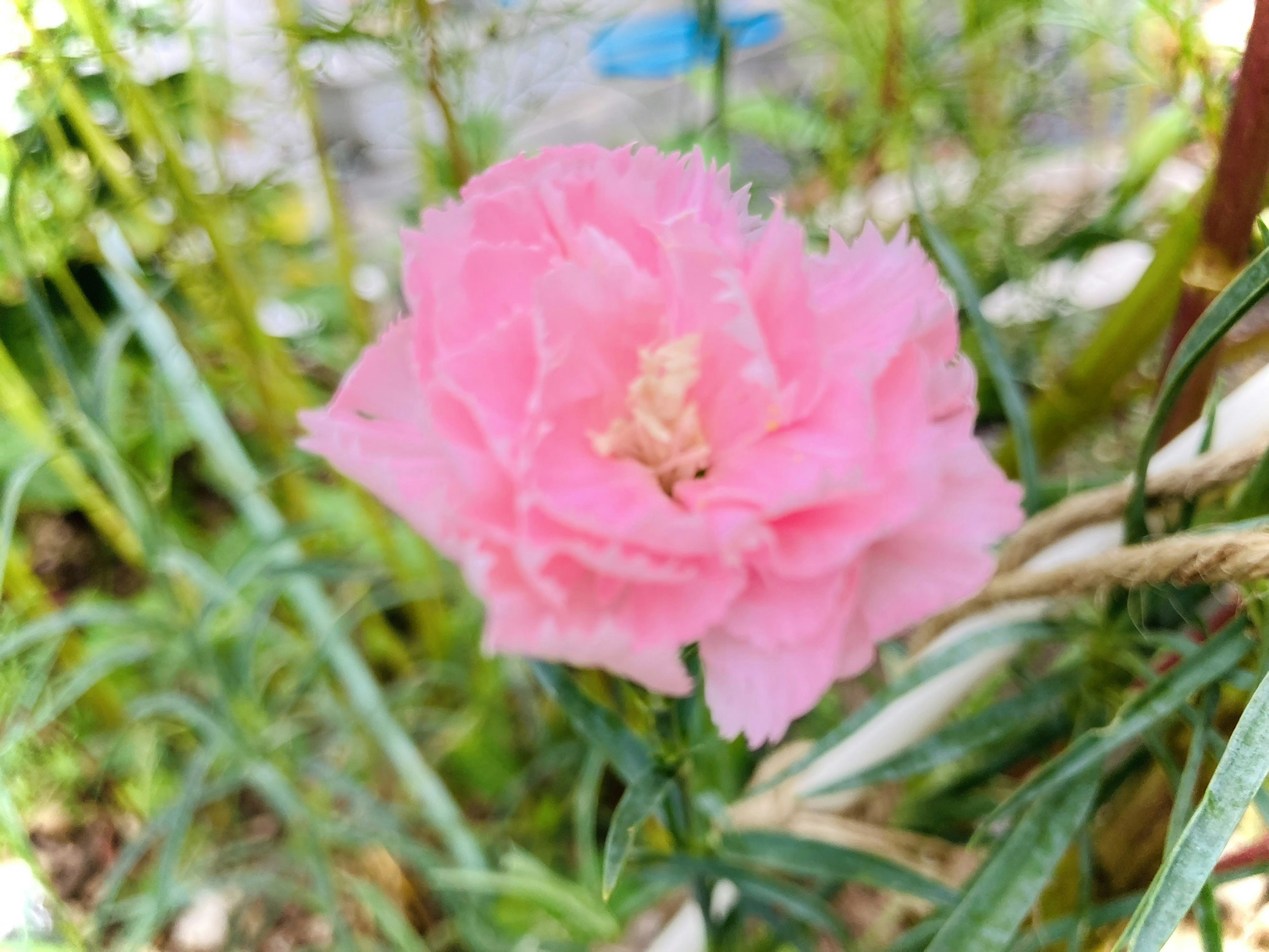 Un fiore rosa che sboccia tra foglie verdi