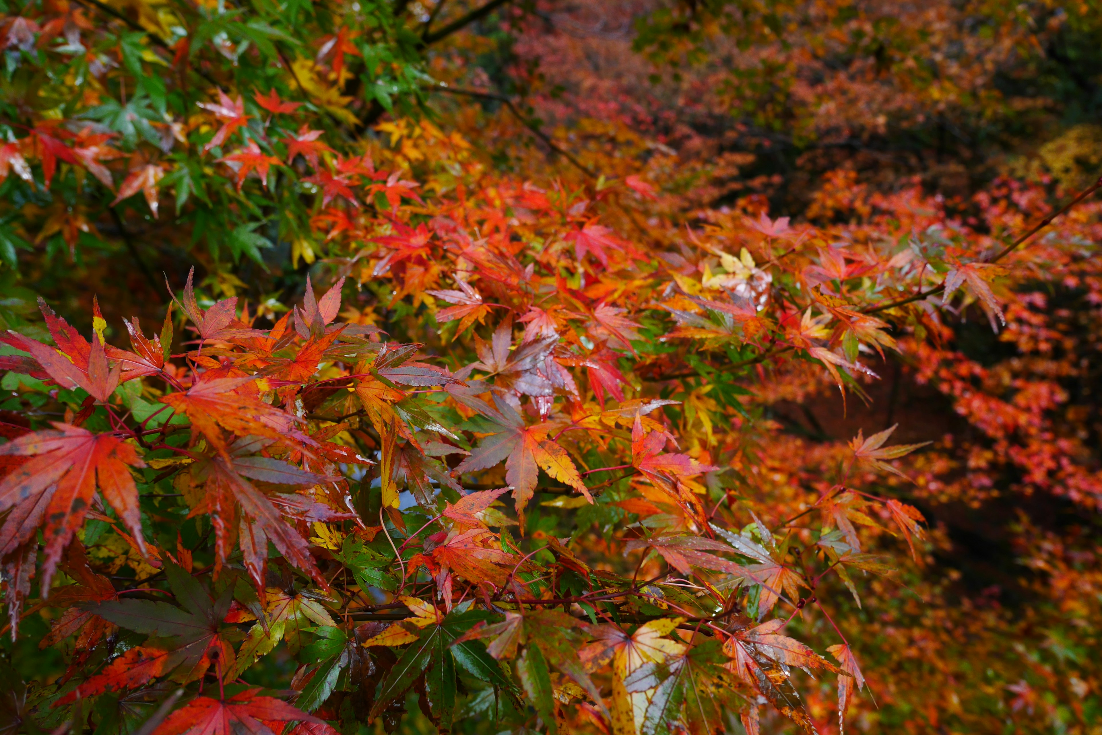 Vibrant autumn foliage featuring red and orange maple leaves