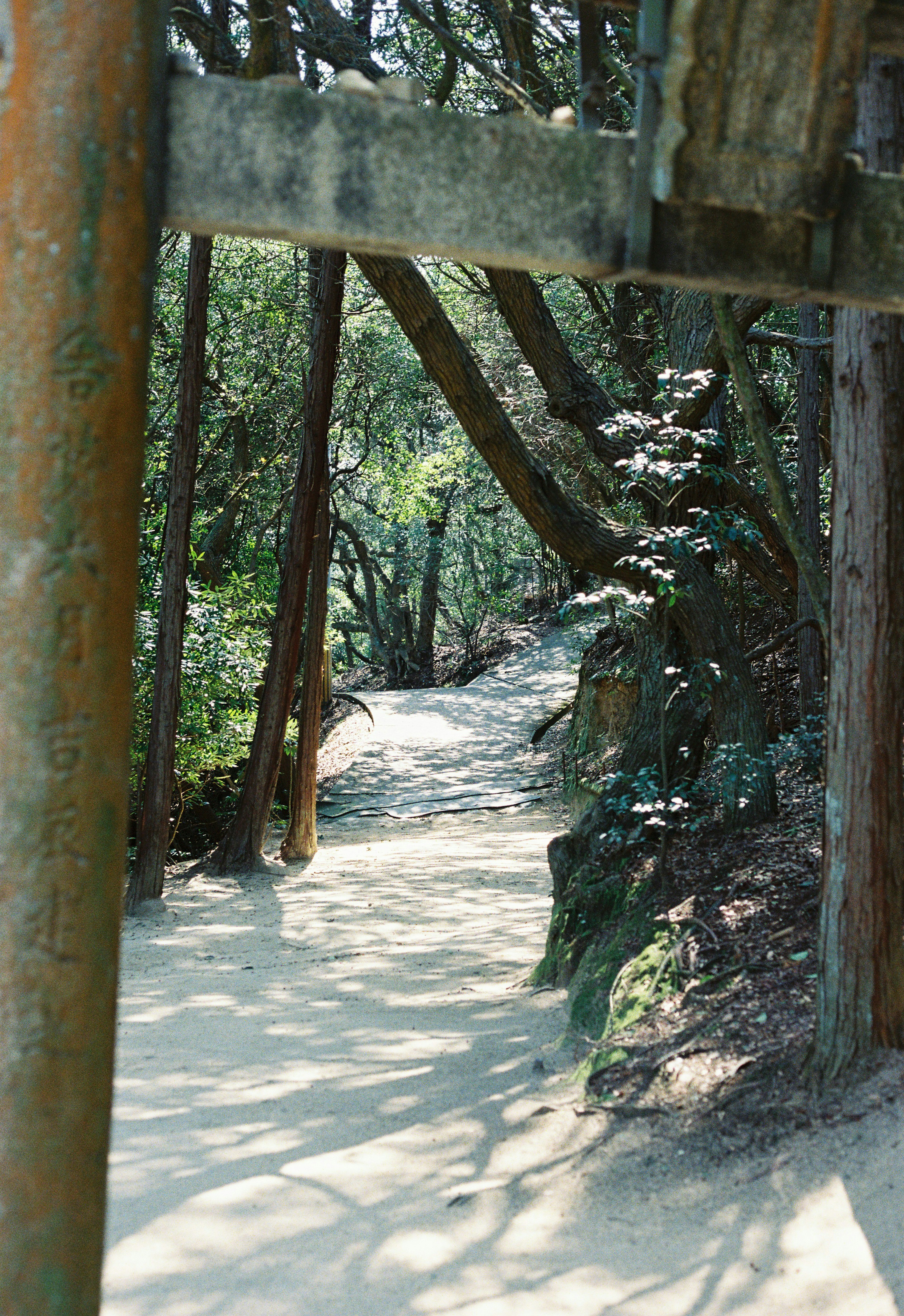 Malersicher Waldweg mit üppigem Grün hölzernes Tunnel und Sonnenlicht