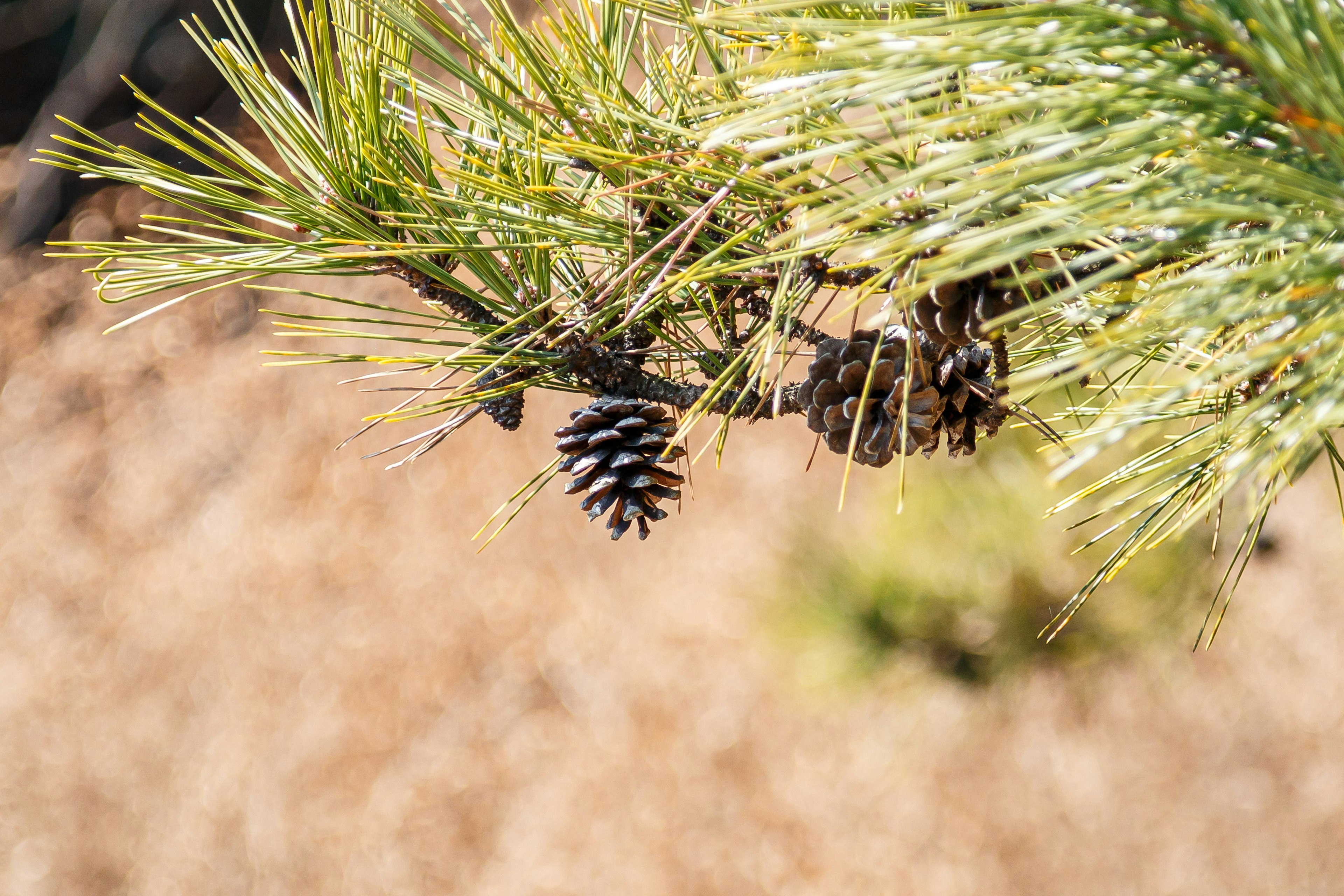 Cabang pohon pinus dengan kerucut pinus dan jarum hijau