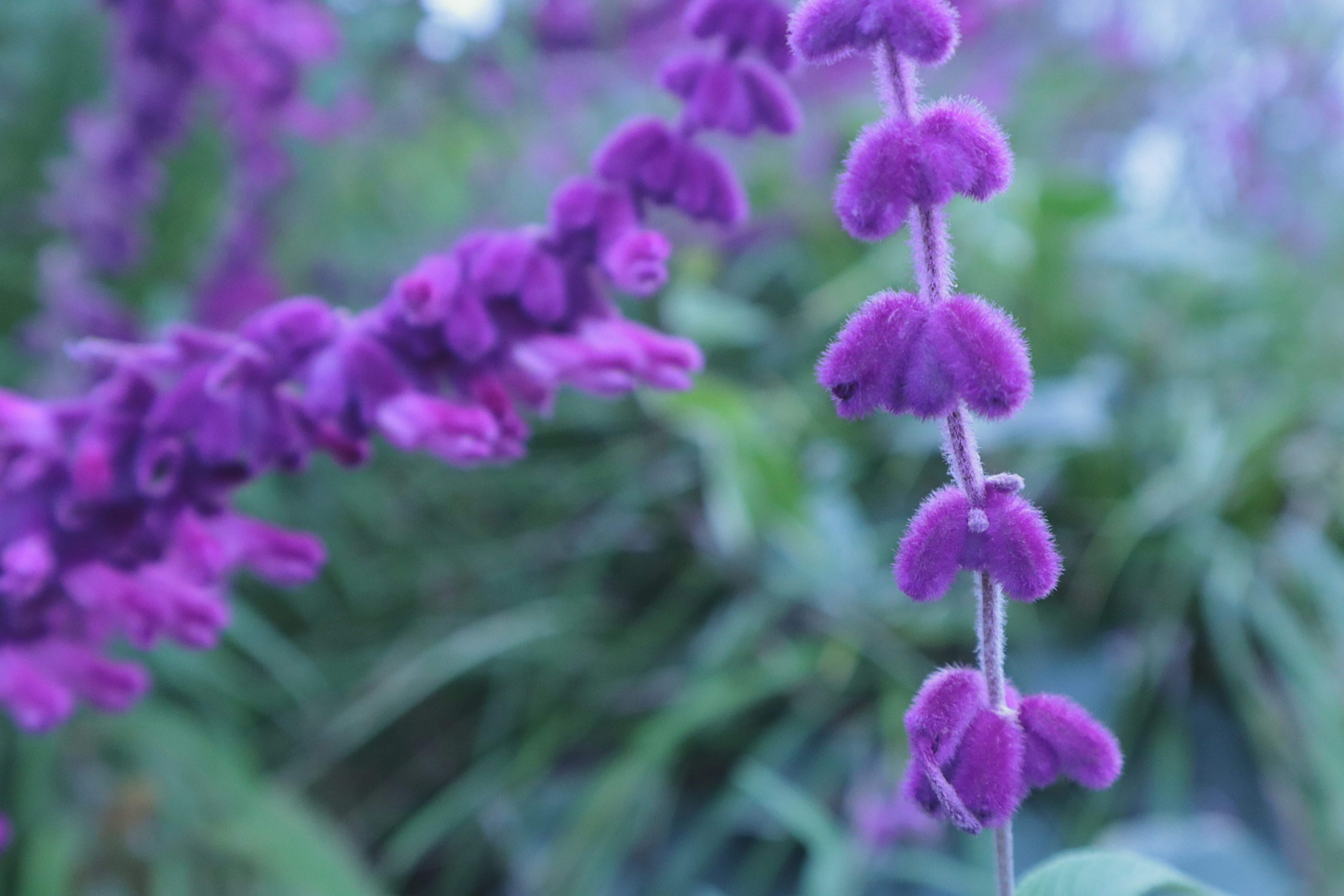 Primer plano de una planta con flores moradas y follaje verde al fondo