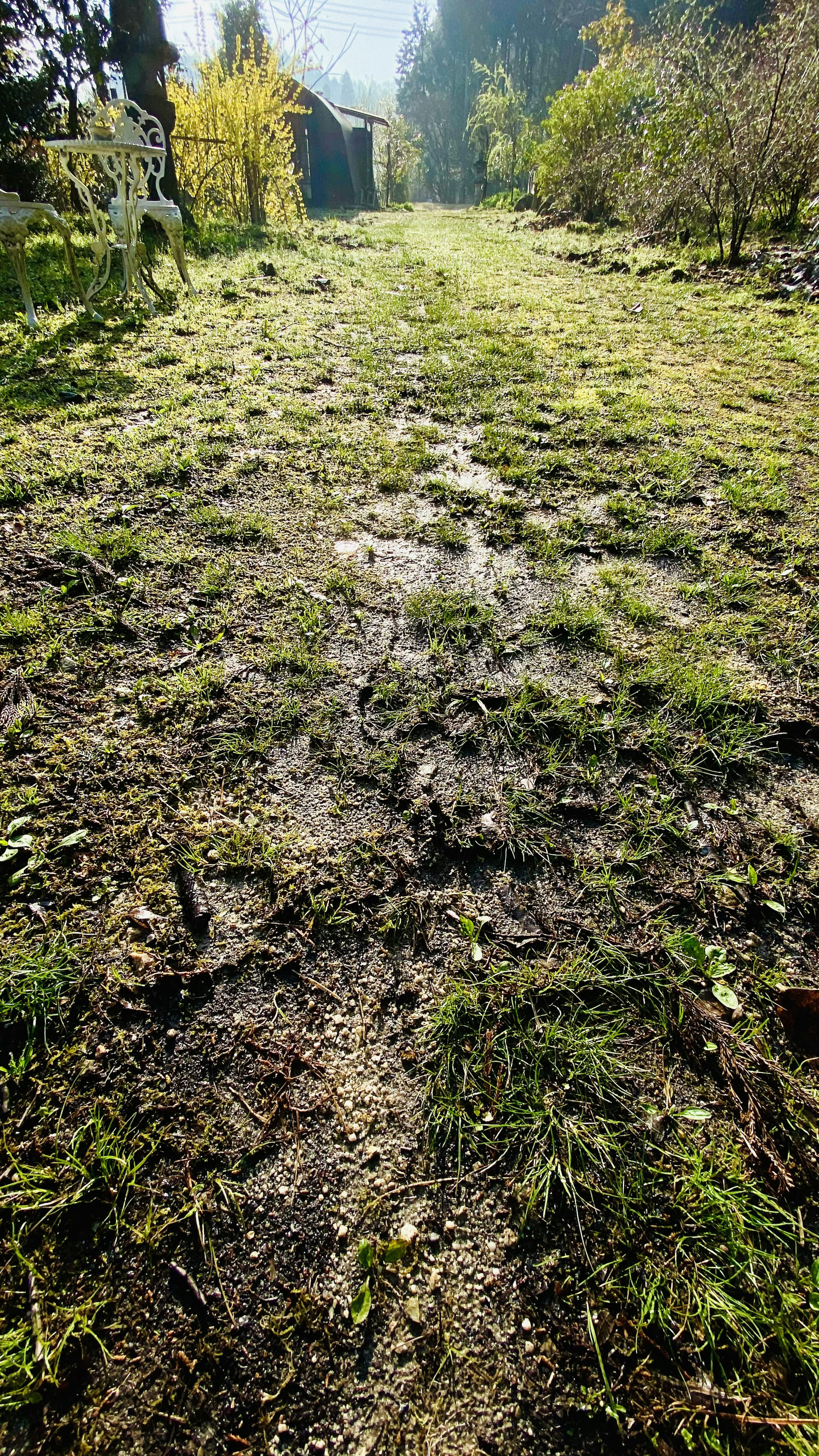 Pathway covered with green grass and wet soil