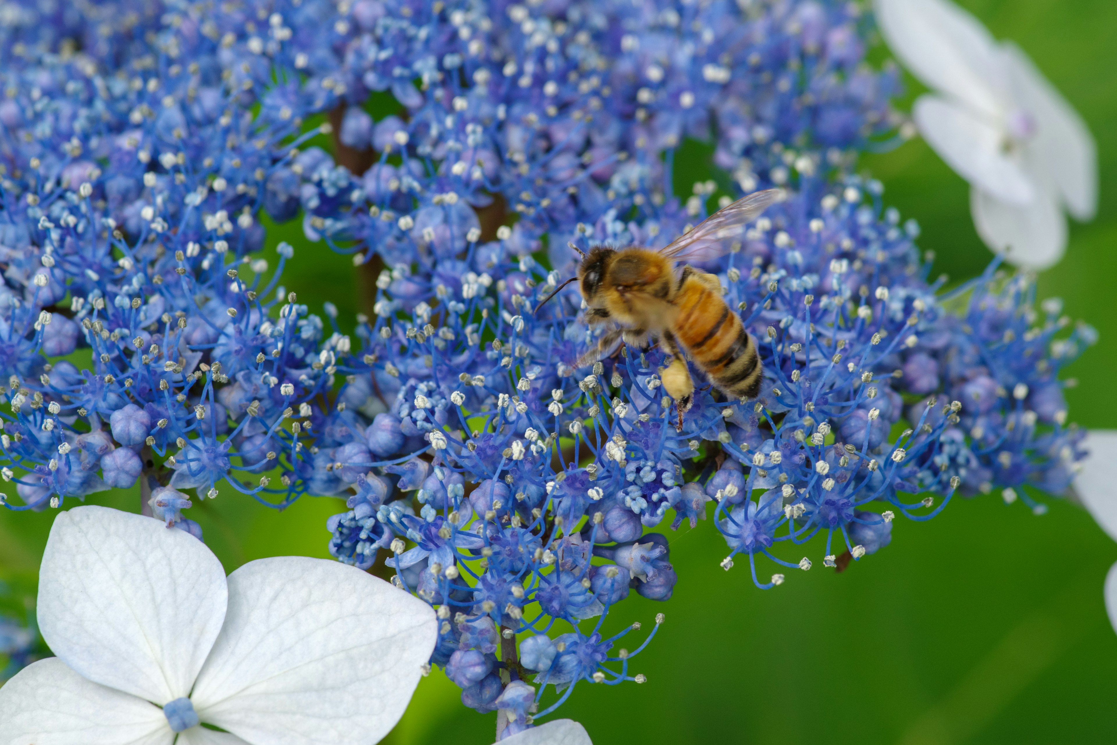 Acercamiento de una abeja a una flor azul