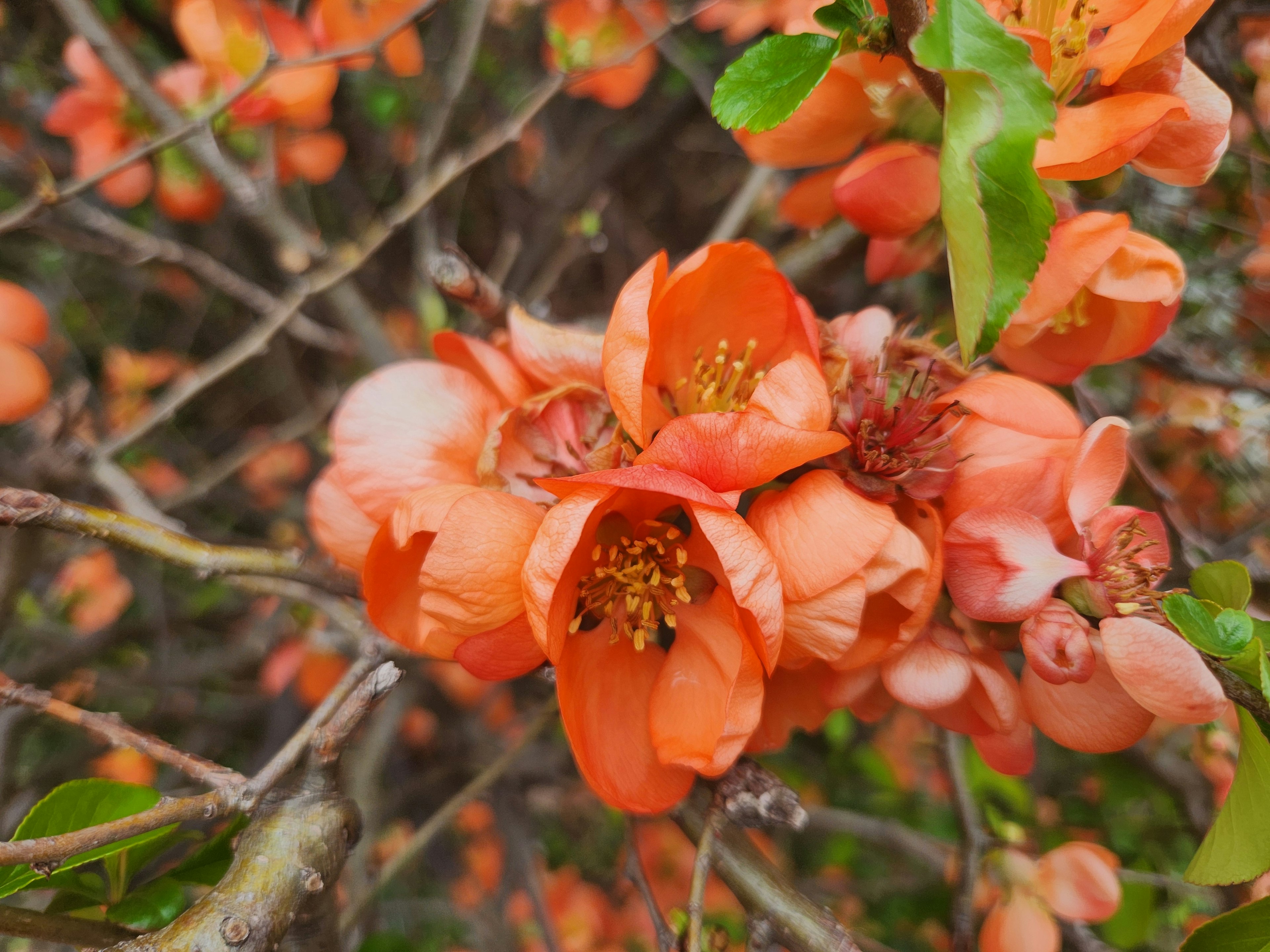 Nahaufnahme von orangefarbenen Blumen, die an einem Baumzweig blühen