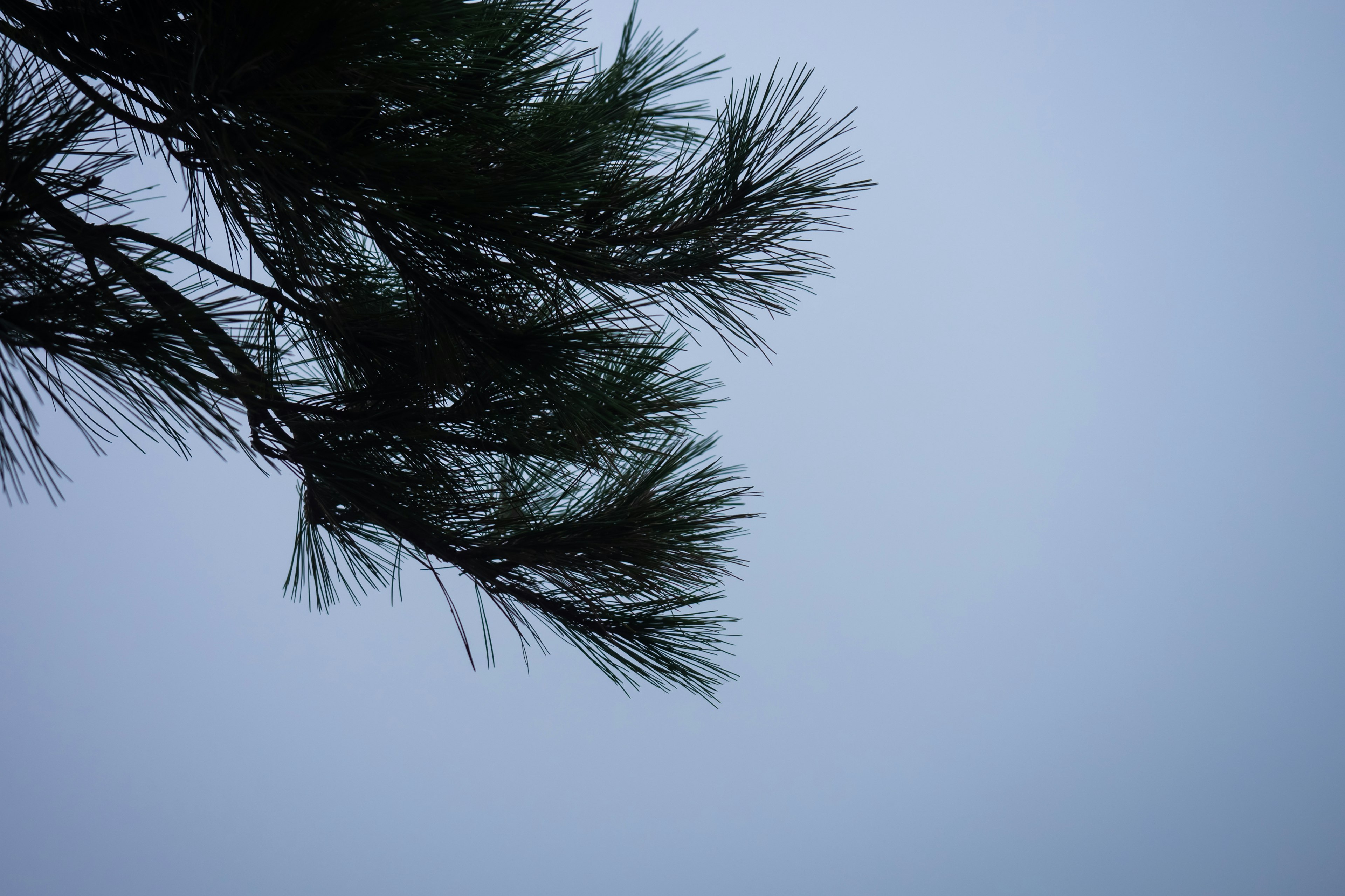 Close-up cabang pinus dalam kabut