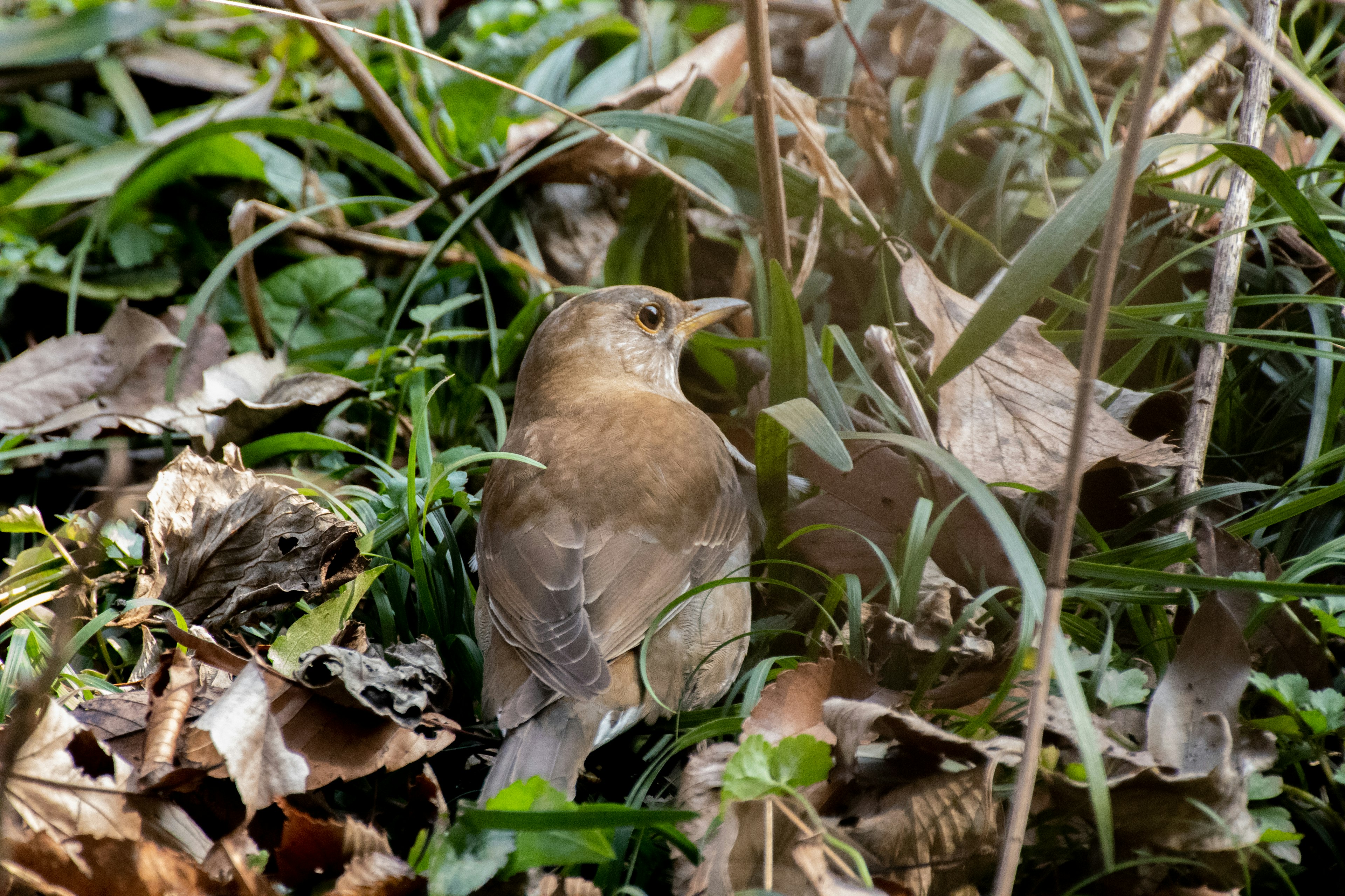 Un petit oiseau blotti parmi l'herbe et les feuilles